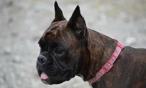 Bienestar animal — Blog de Gos Negre — Un Gos