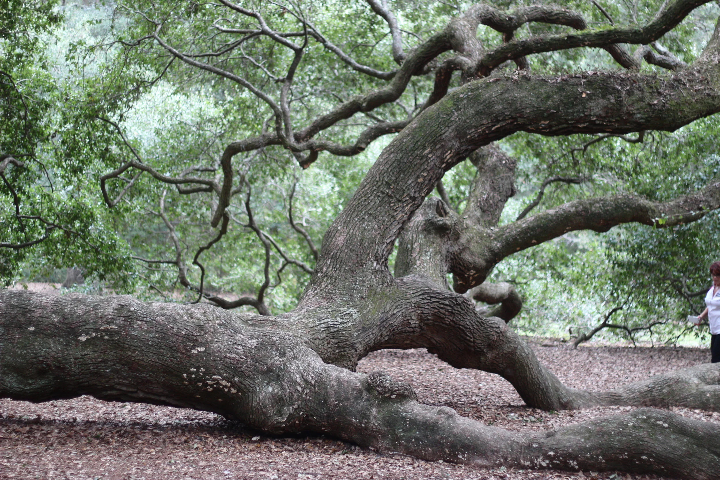 angel oak tree is a must stop on my weekend guide to charleston