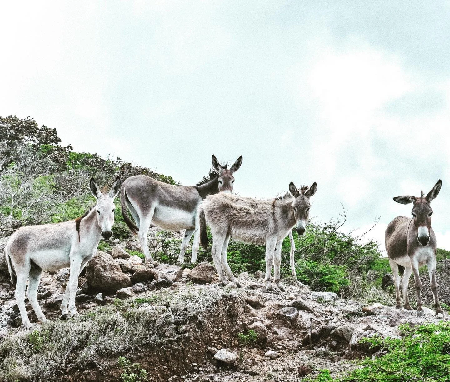 A perfectly-posed quartet of wild donkeys near Jack Boy Hill on the wild Atlantic coast of Montserrat, also known as the
&lsquo;Emerald Isle of the Caribbean.&rsquo; #montserrat #caribbean #caribbeantravel #heritagetourism #britishwestindies #leeward