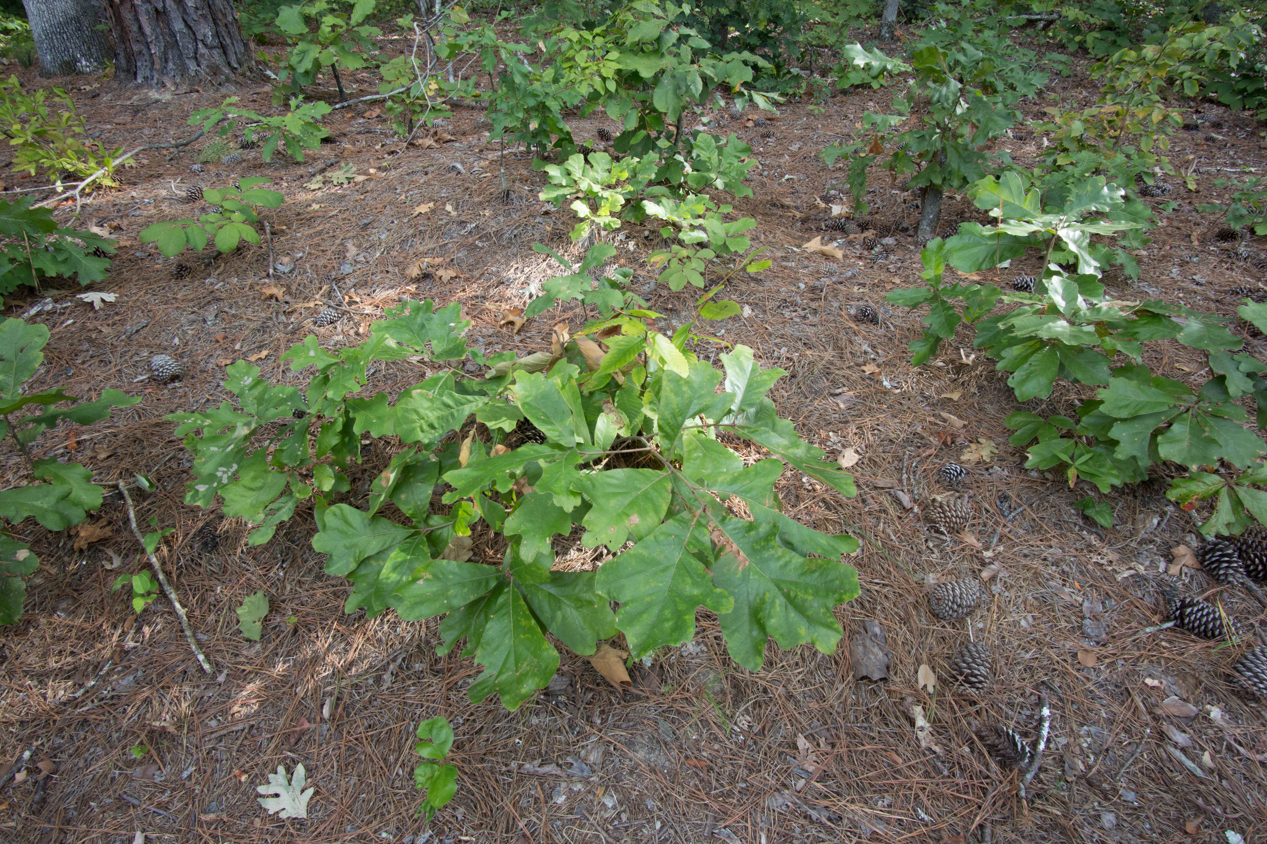 Black Oak seedlings