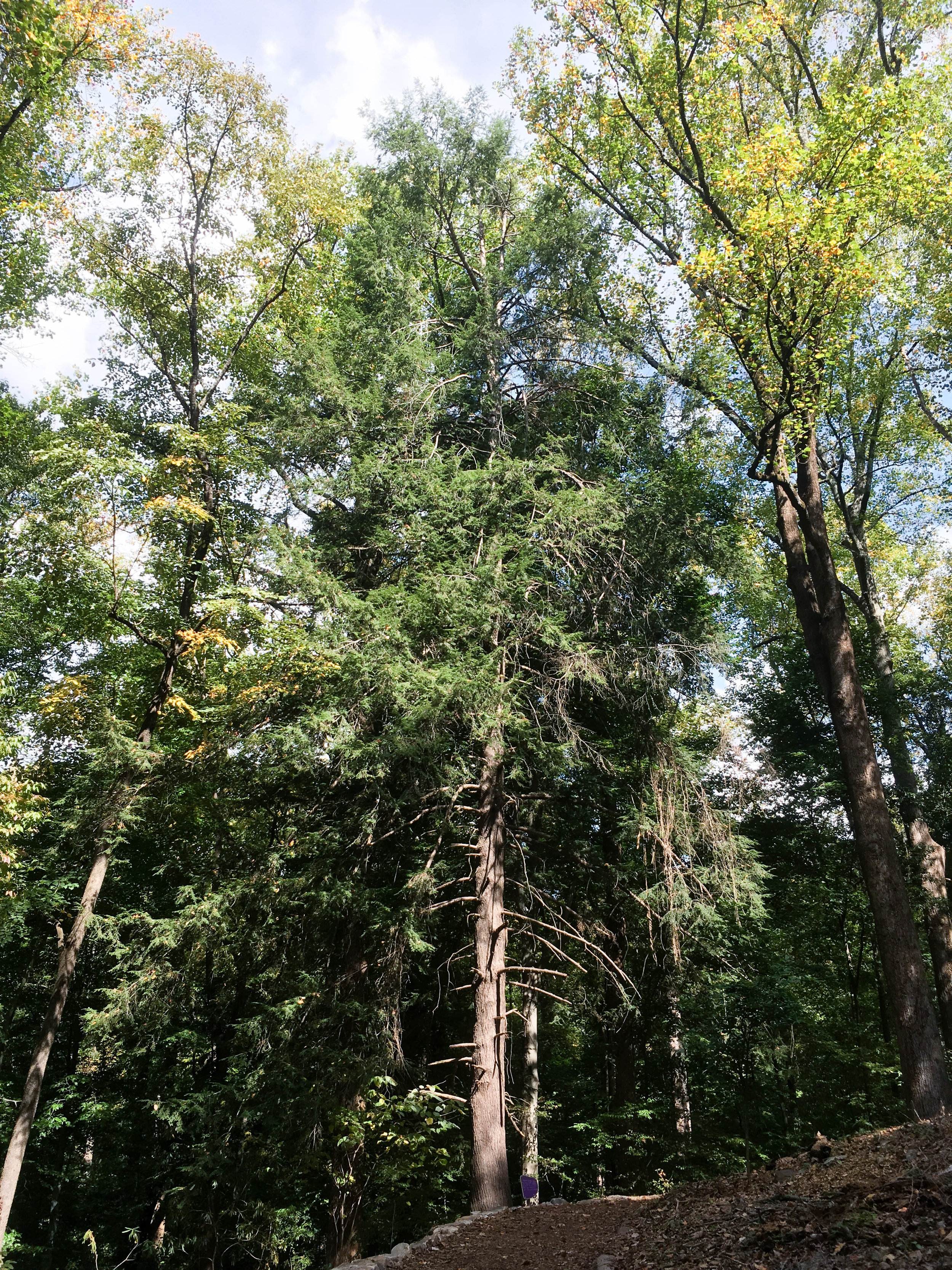 Atlanta's champion Eastern Hemlock, October 20, 2016