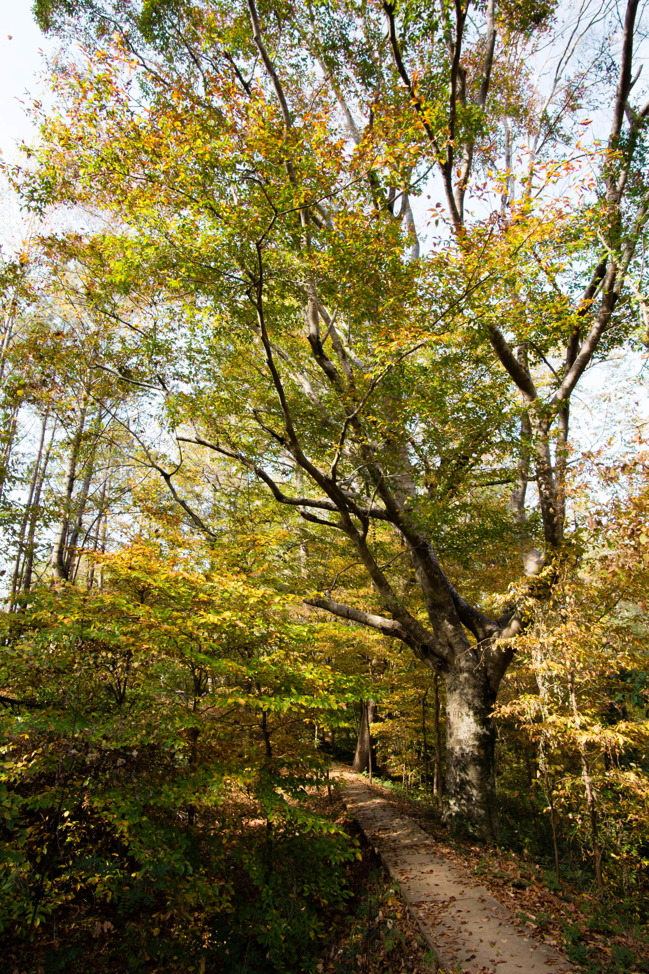 Hahn Woods beech, November 3, 2016