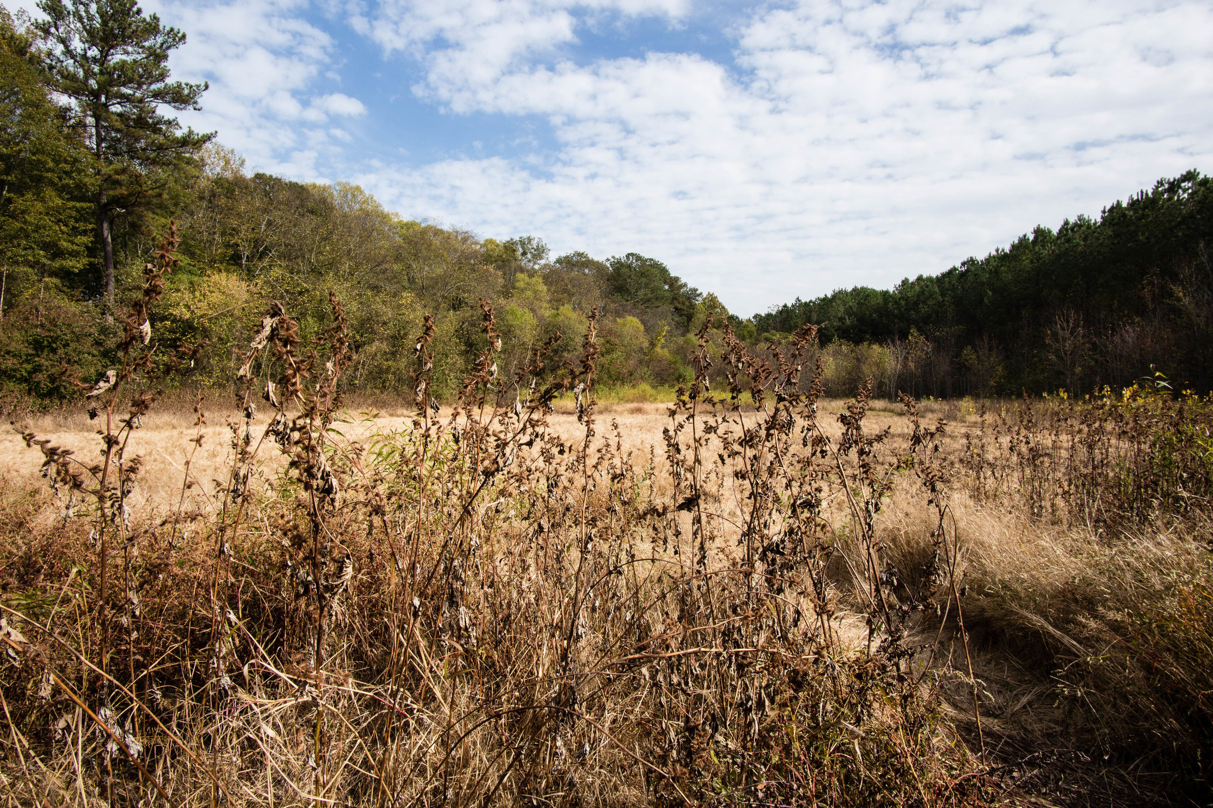 Inside the beaver pond during the drought, November 12, 2016