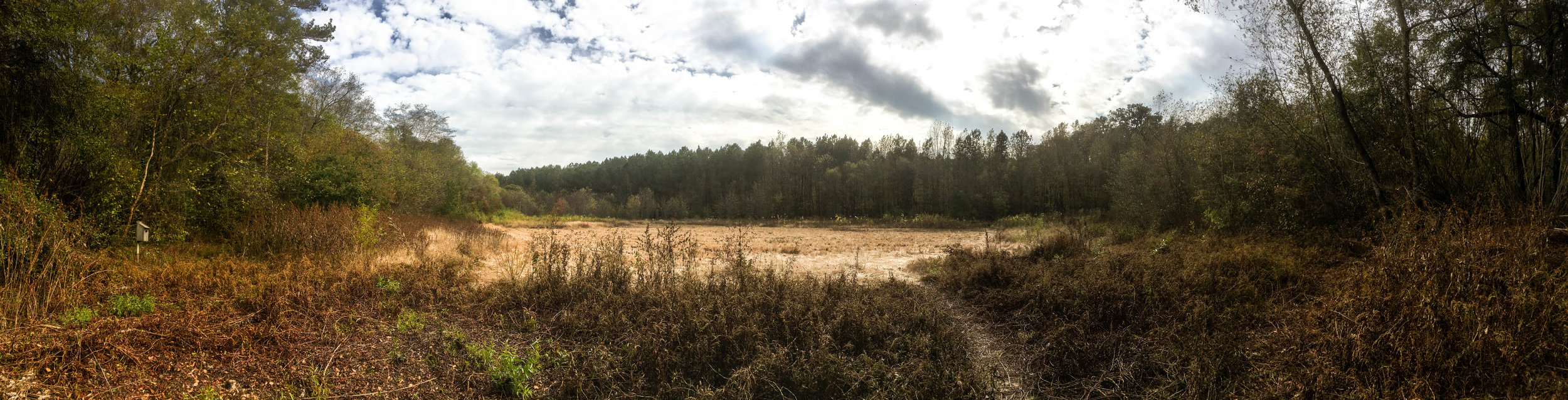 Beaver pond during the drought, November 12, 2016