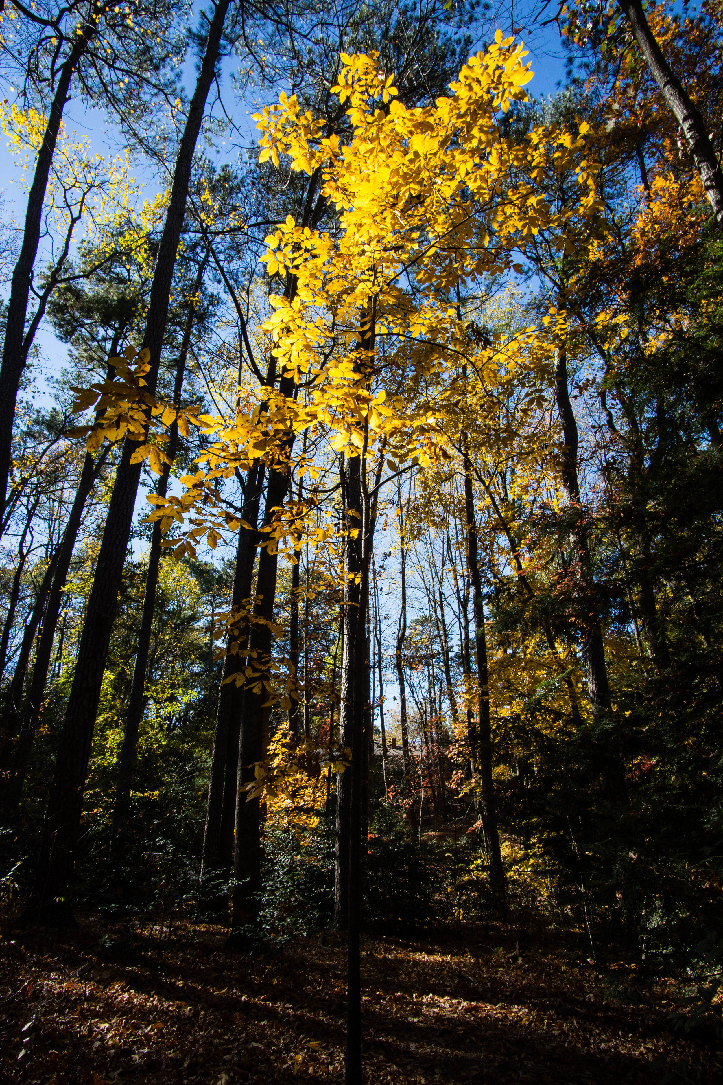 Mockernut Hickory, November 20, 2016