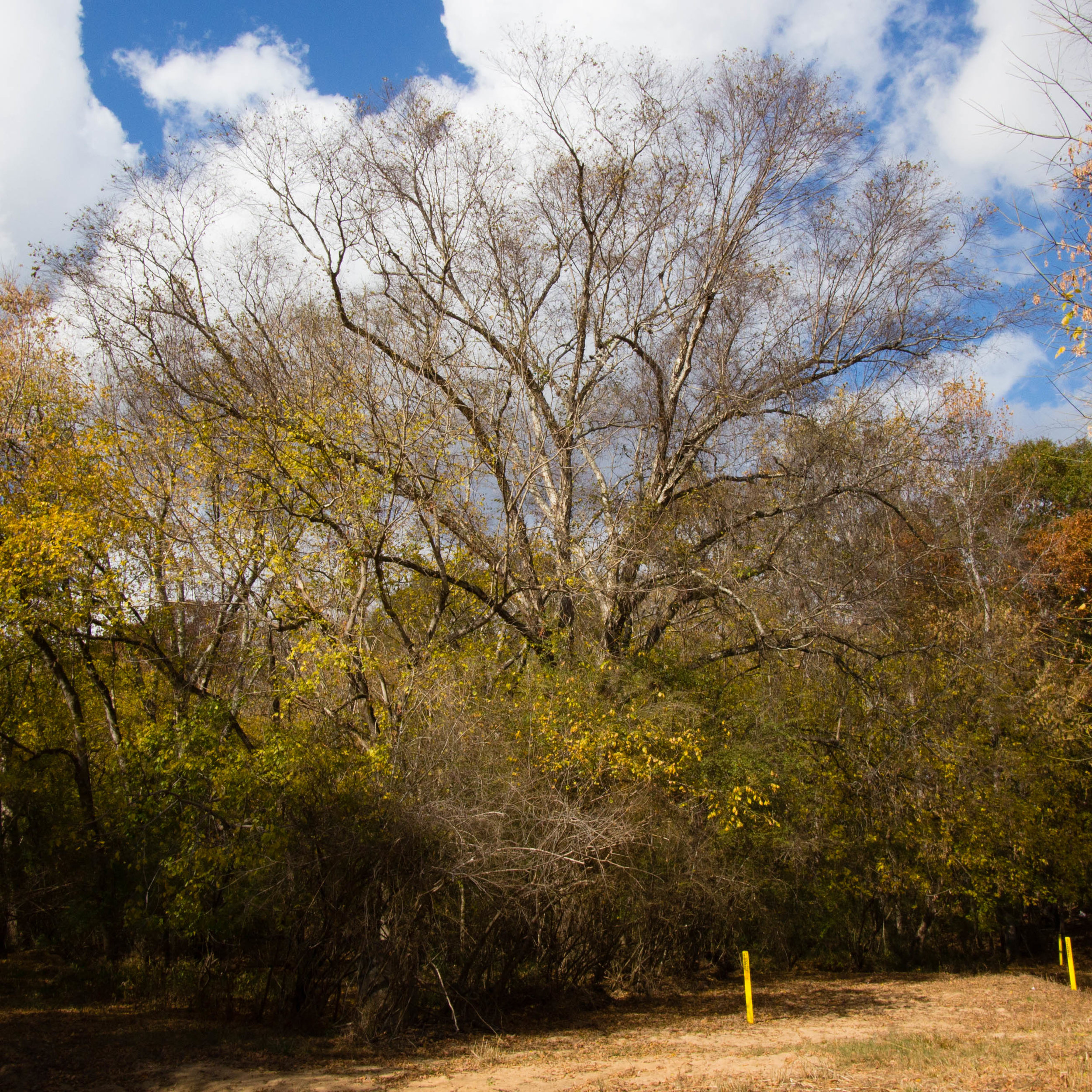 Huge river birch, November 24, 2016