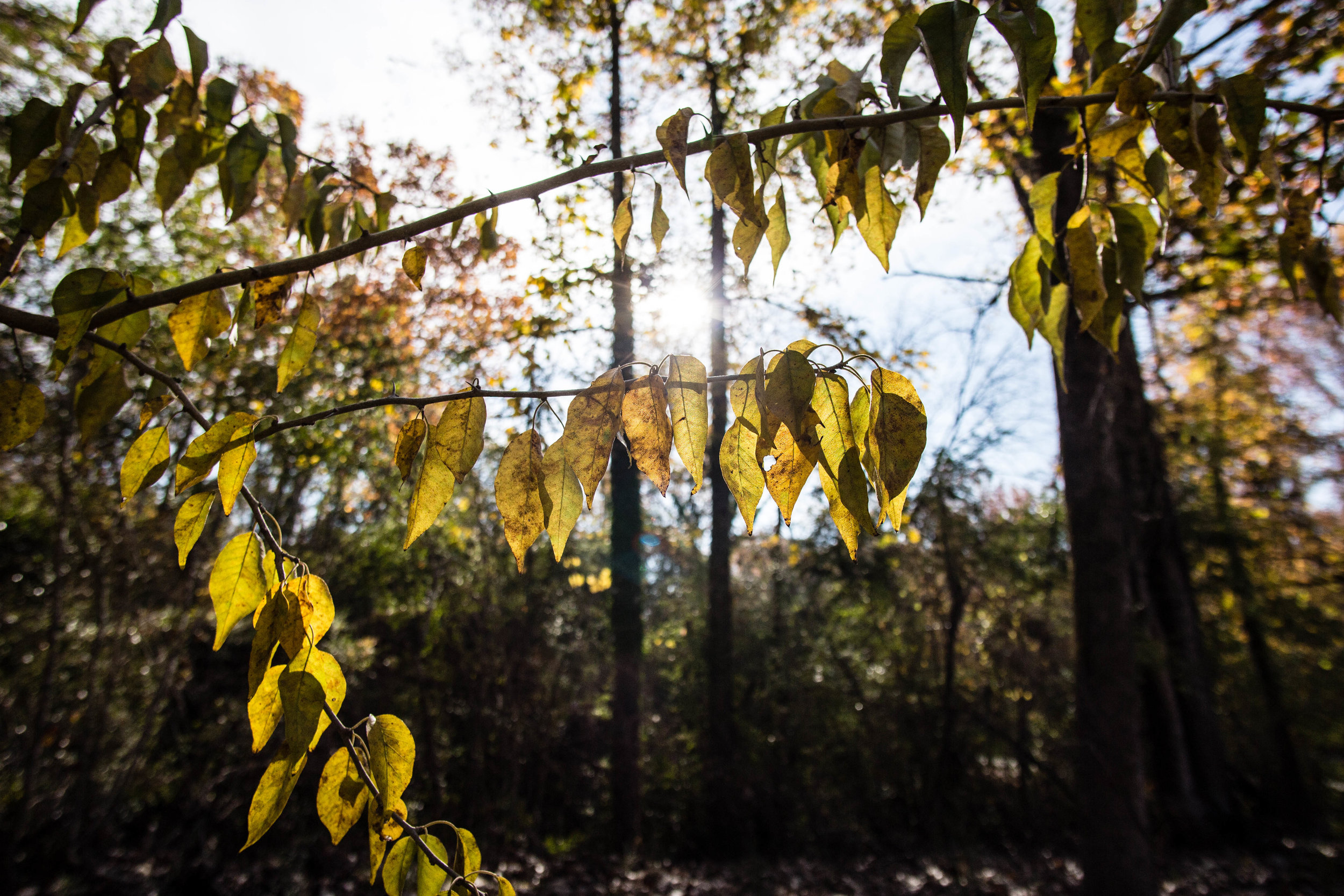 Lewis and Clark Osage Orange, November 26, 2016