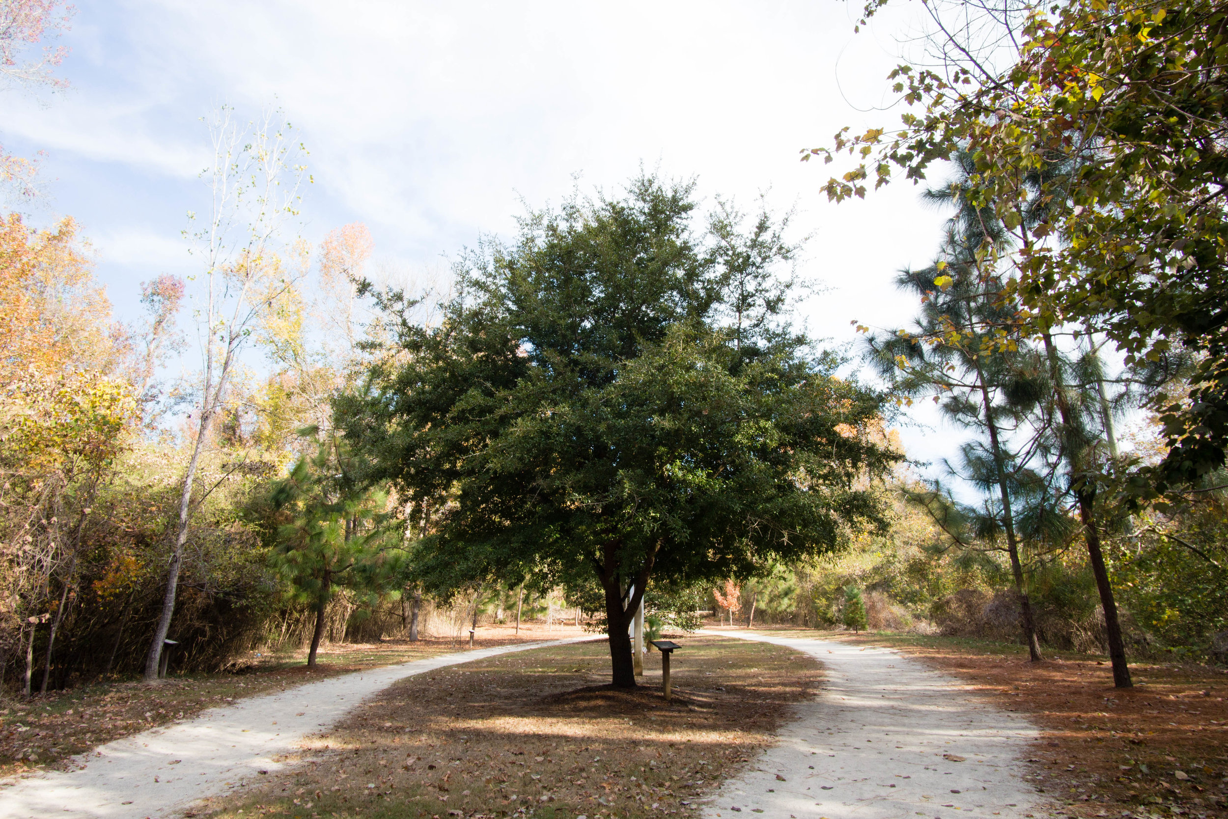 Toomer's Corner Live Oak, November 26, 2016