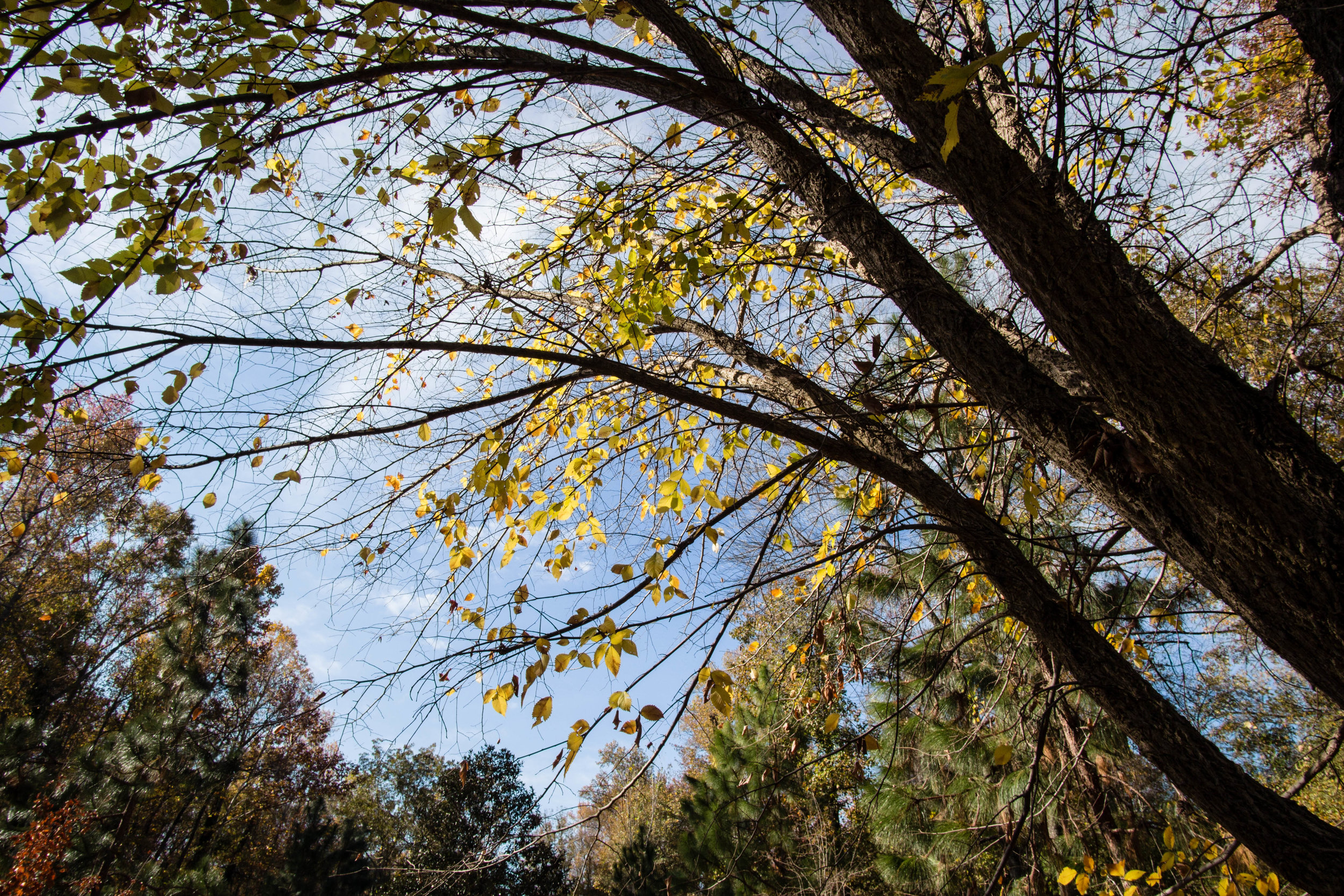 Chief Logan American Elm, November 26, 2016