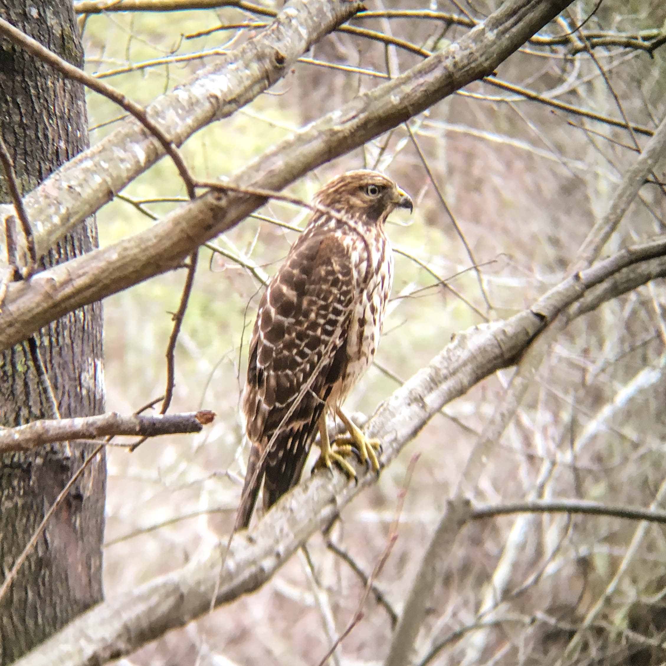 Cooper's Hawk, January 3, 2017