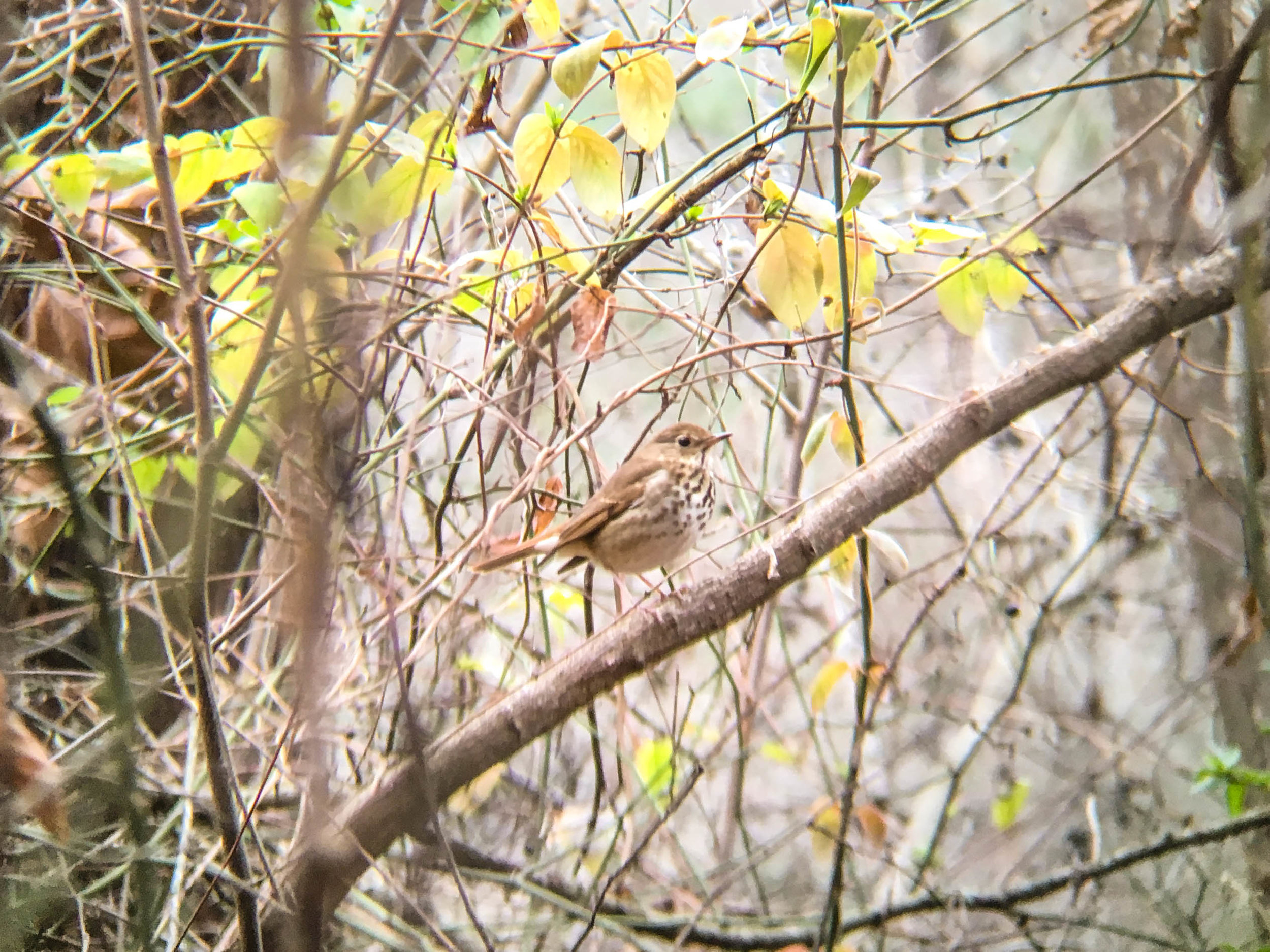 Hermit Thrush, January 3, 2017