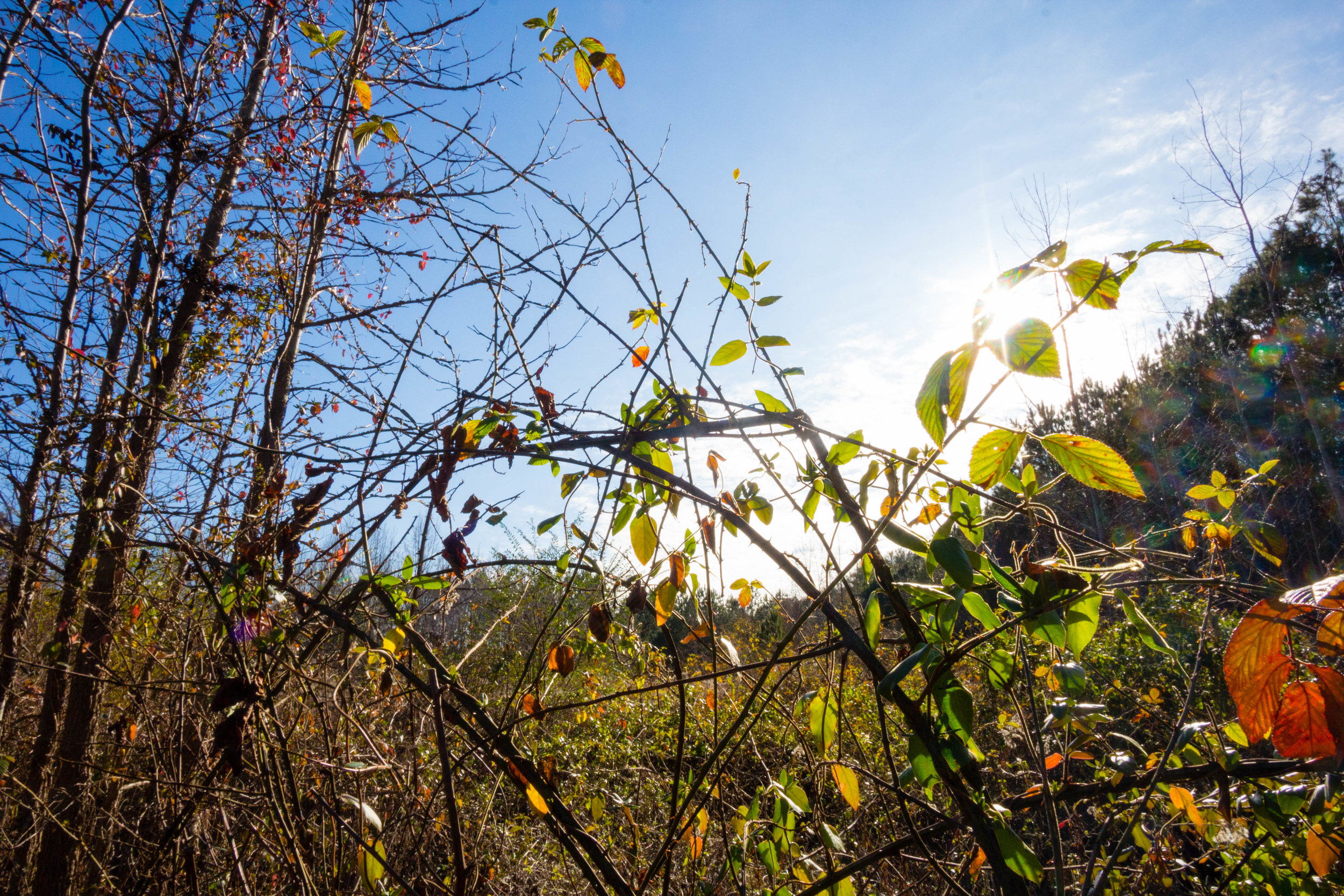 Songbird Habitat Trail, January 5, 2017