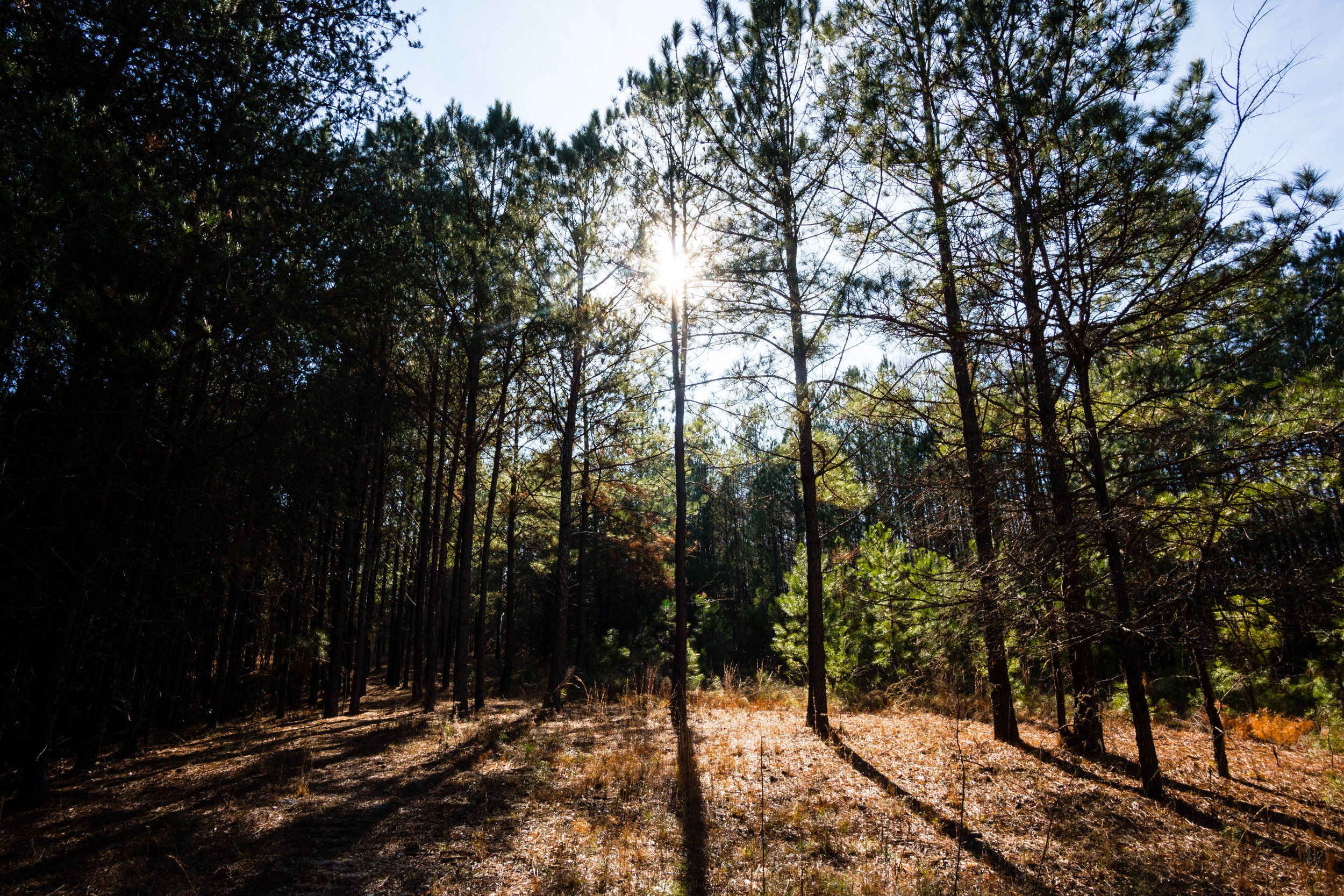 Songbird Habitat Trail, January 5, 2017