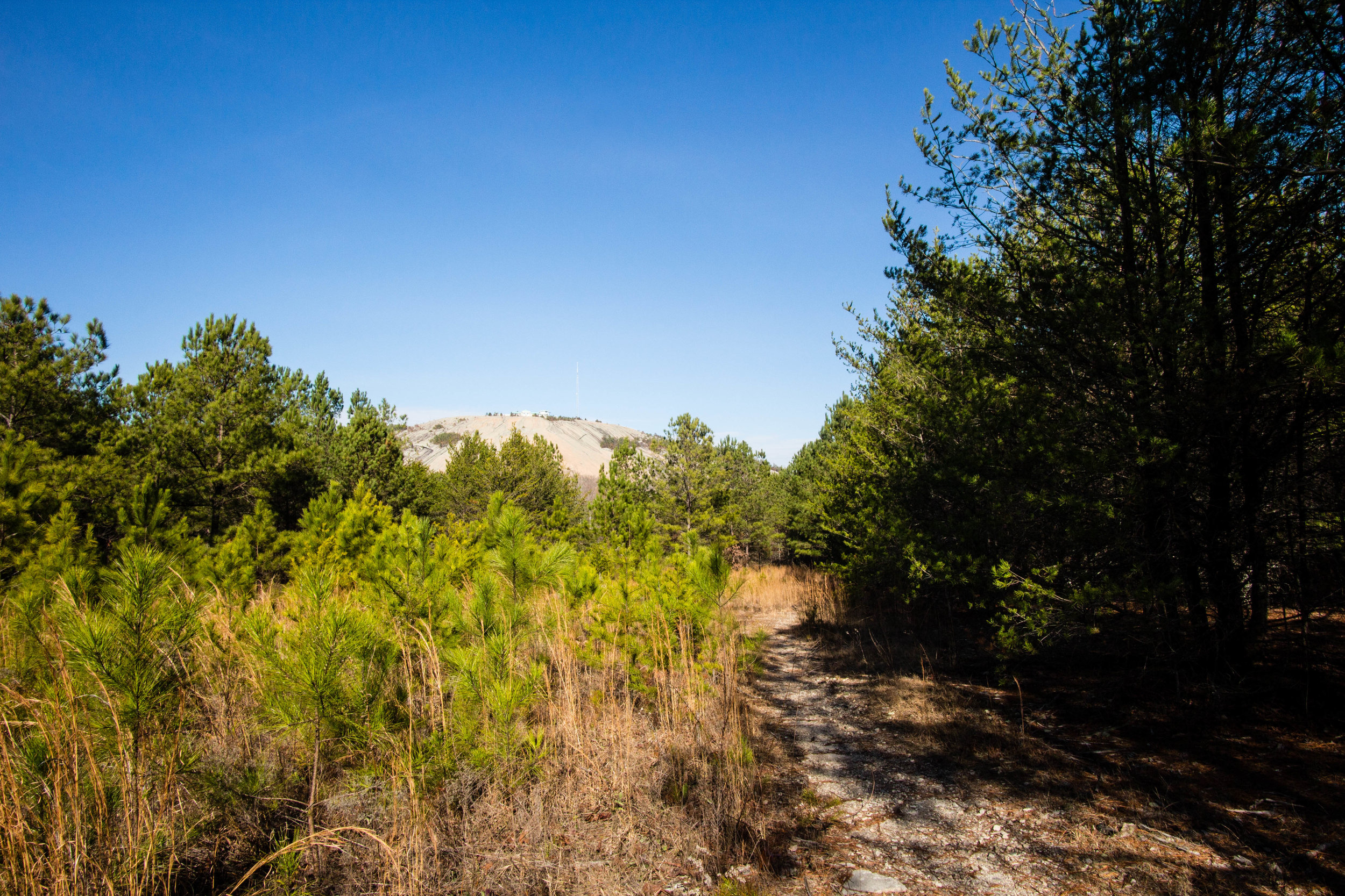 Songbird Habitat Trail, January 5, 2017