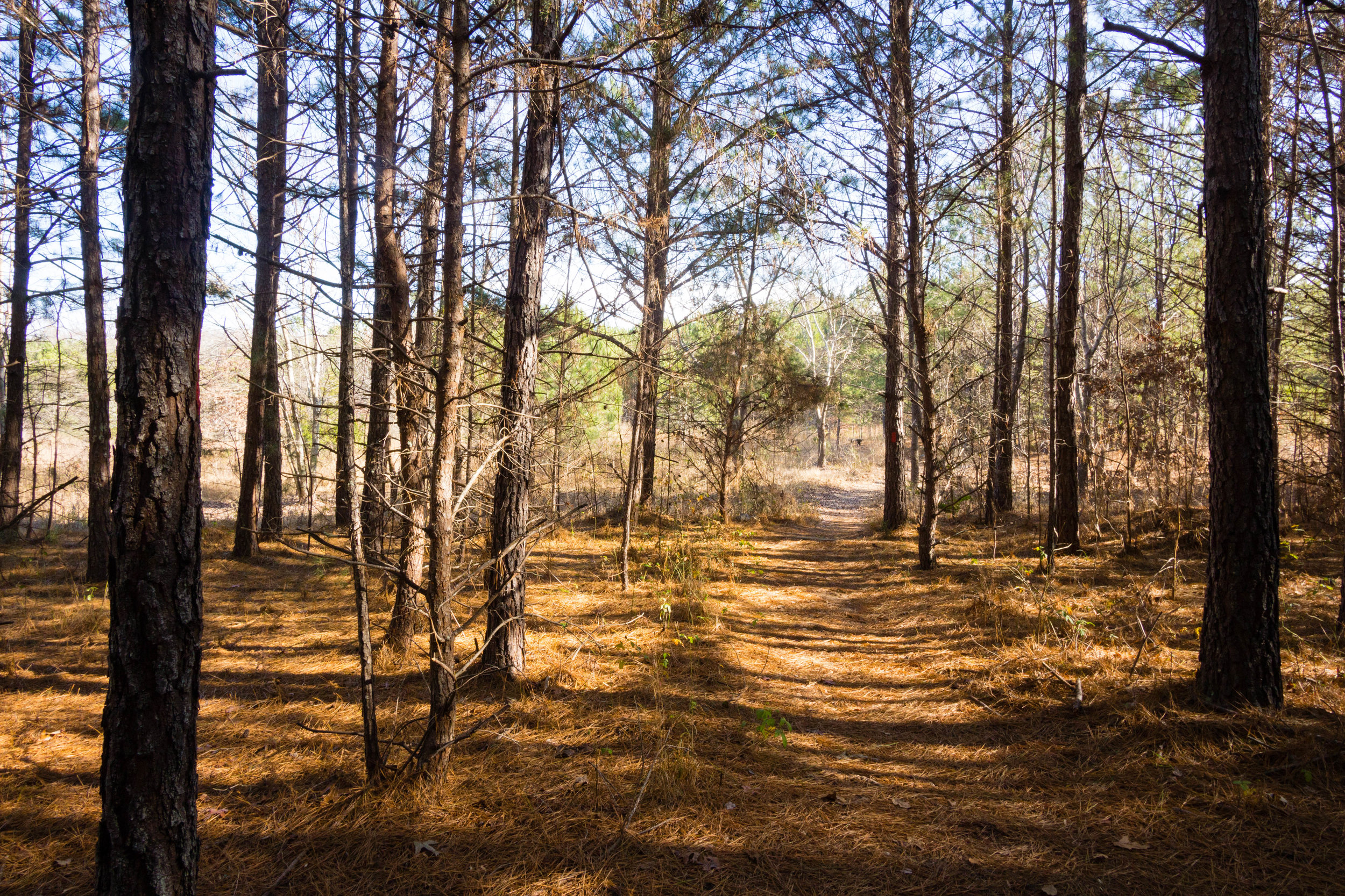 Songbird Habitat Trail, January 5, 2017