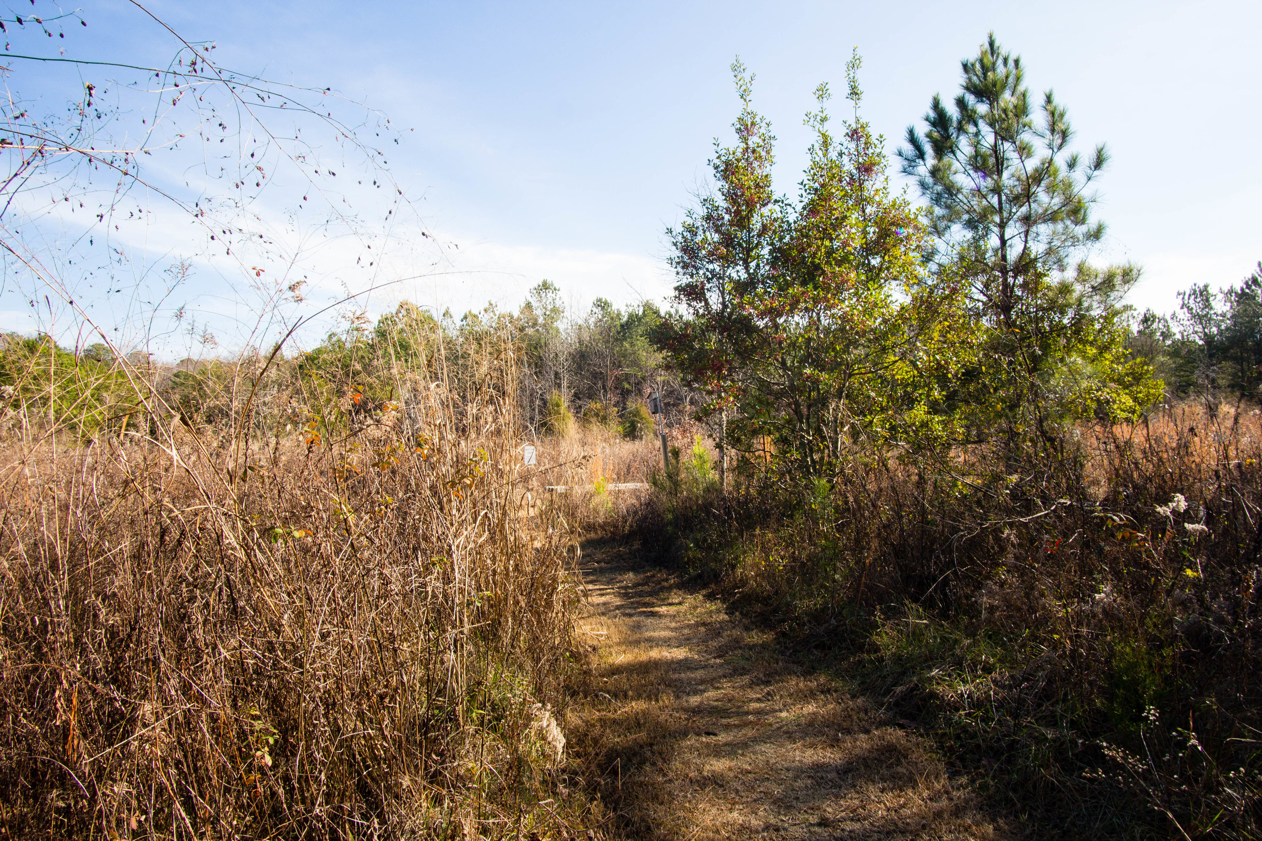 Songbird Habitat Trail, January 5, 2017