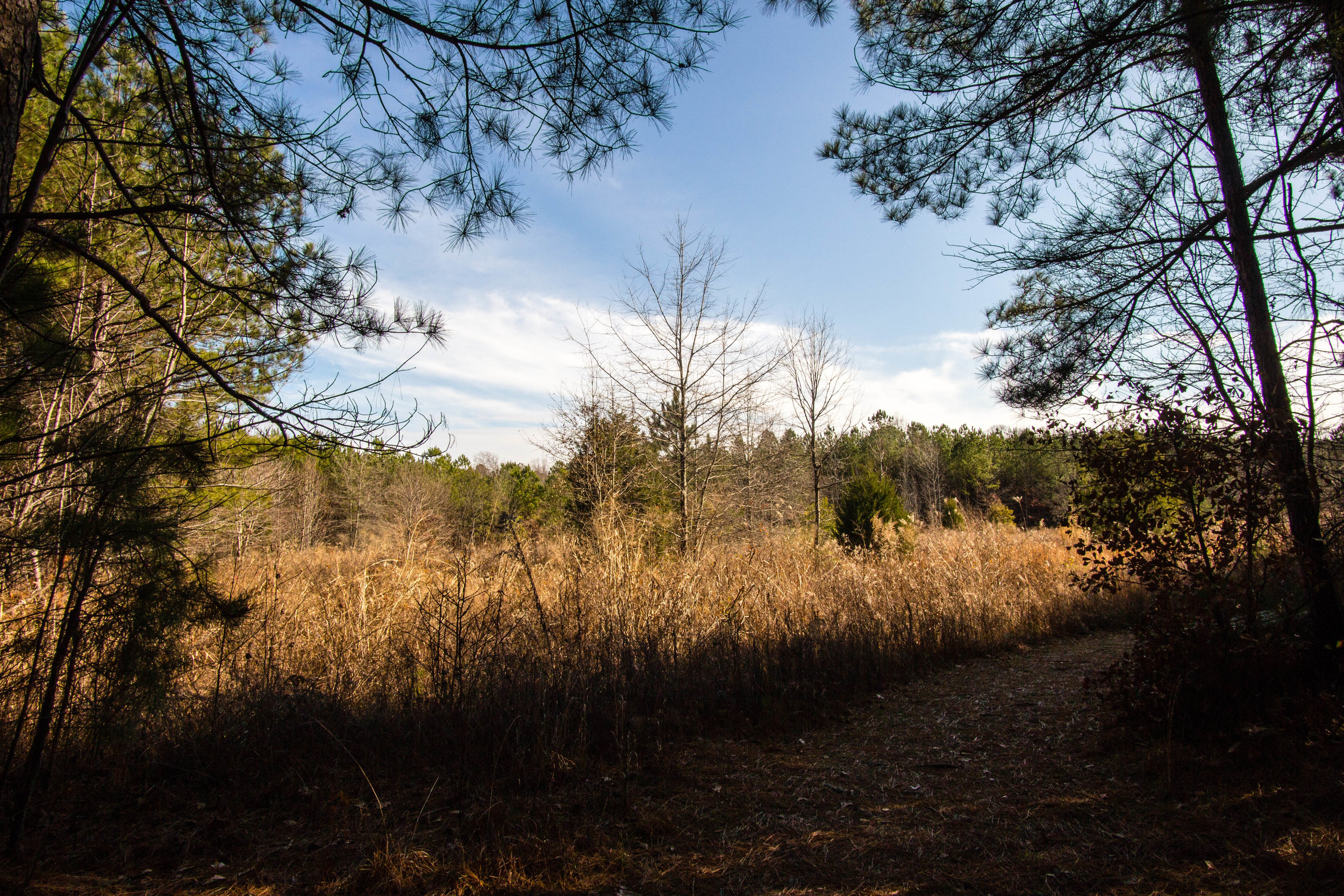 Songbird Habitat Trail, January 5, 2017