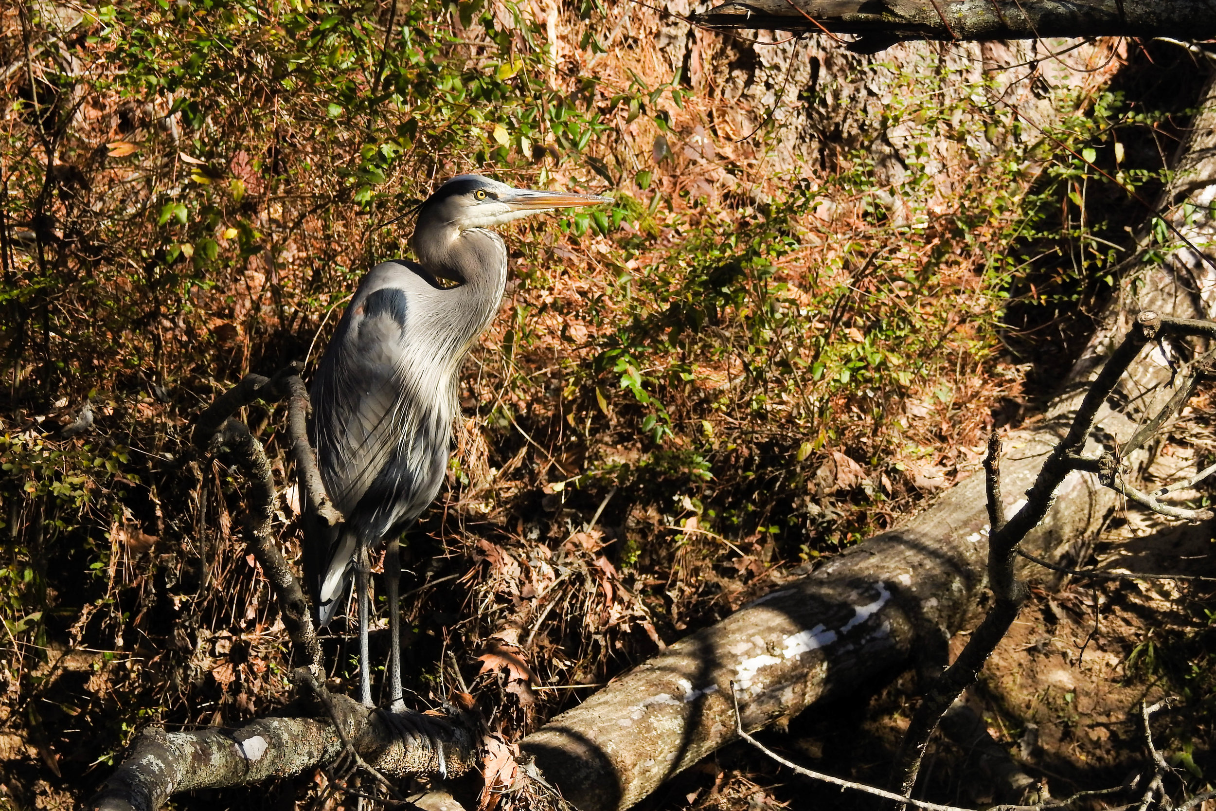 Great Blue Heron, January 12, 2017