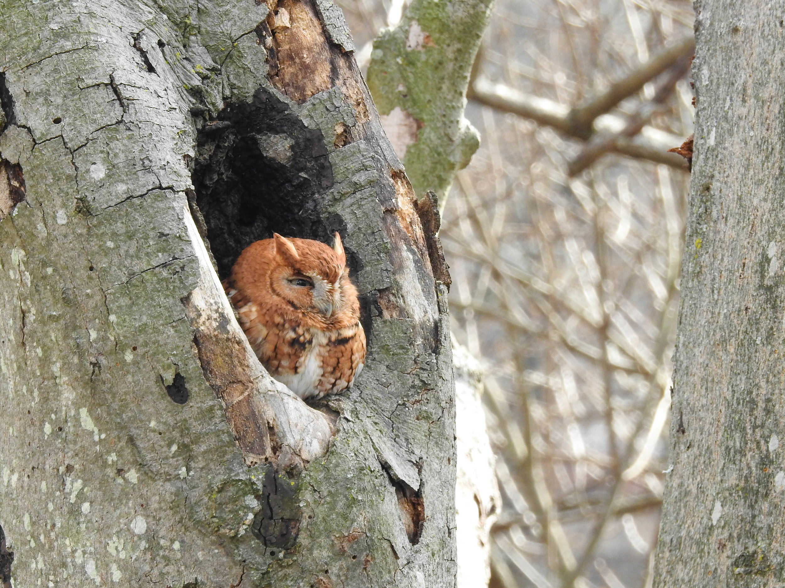 Eastern Screech-Owl, January 14, 2017