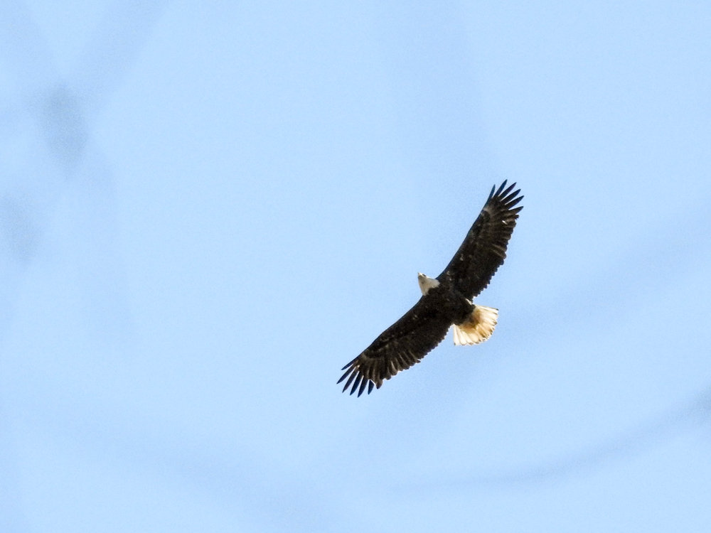 Bald Eagle, River Park, March 4, 2017