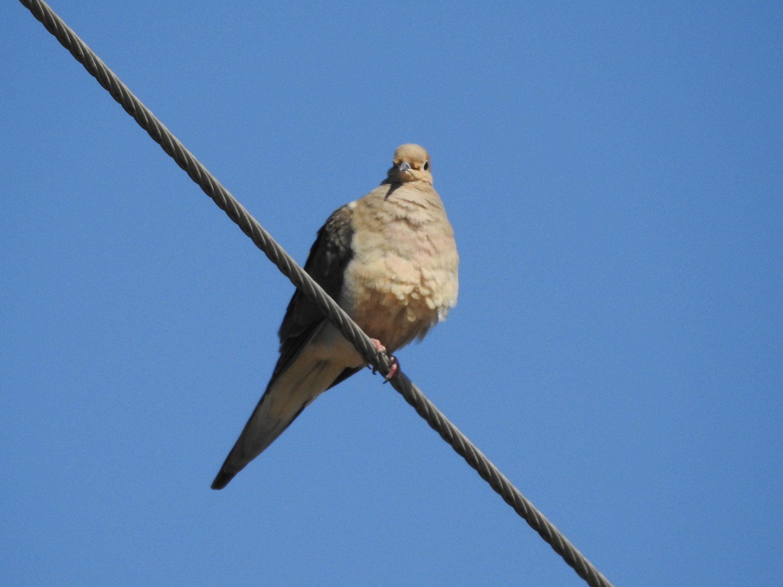 Mourning Dove, March 4, 2017