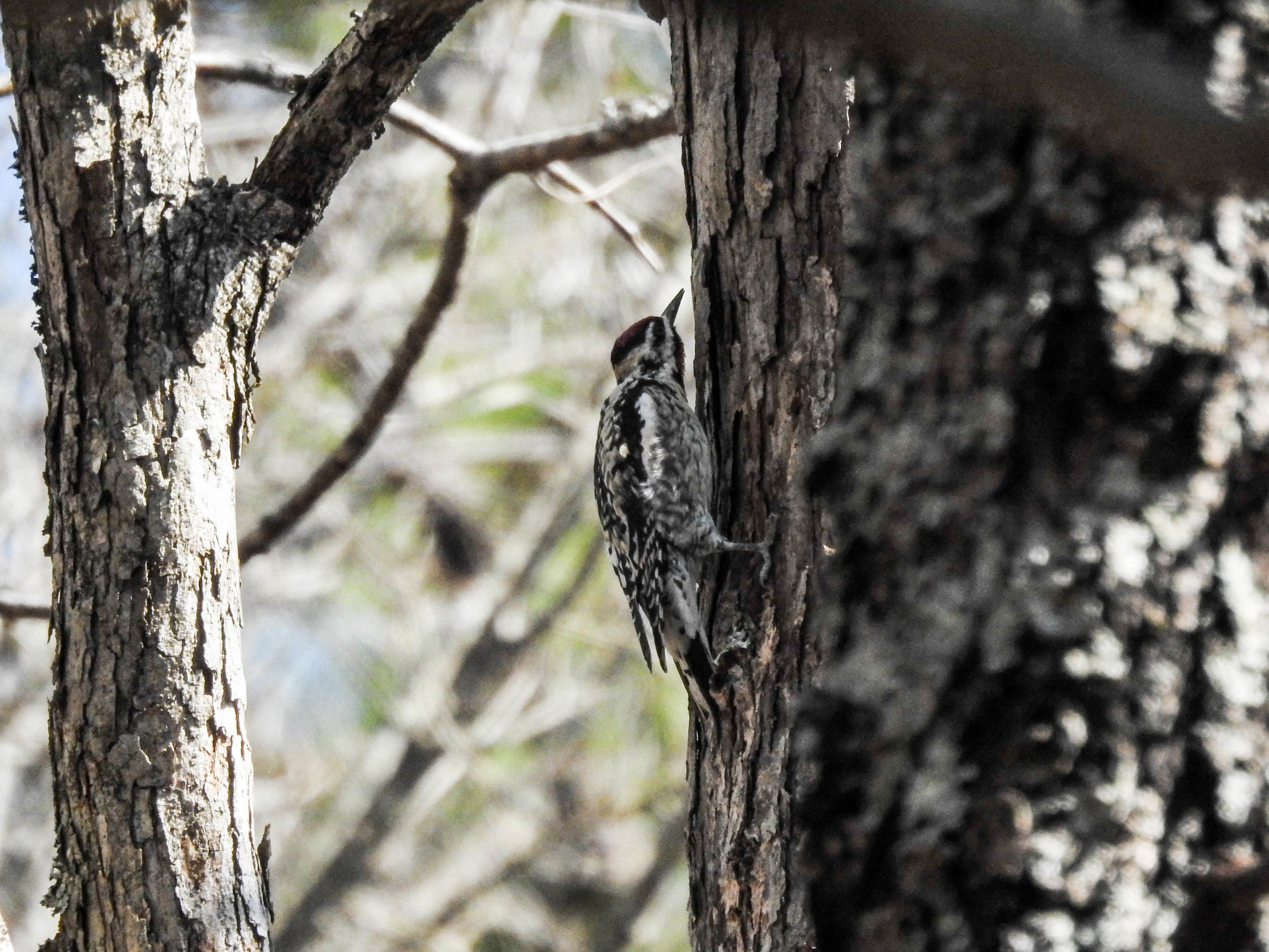 Yellow-bellied Sapsucker, March 4, 2017