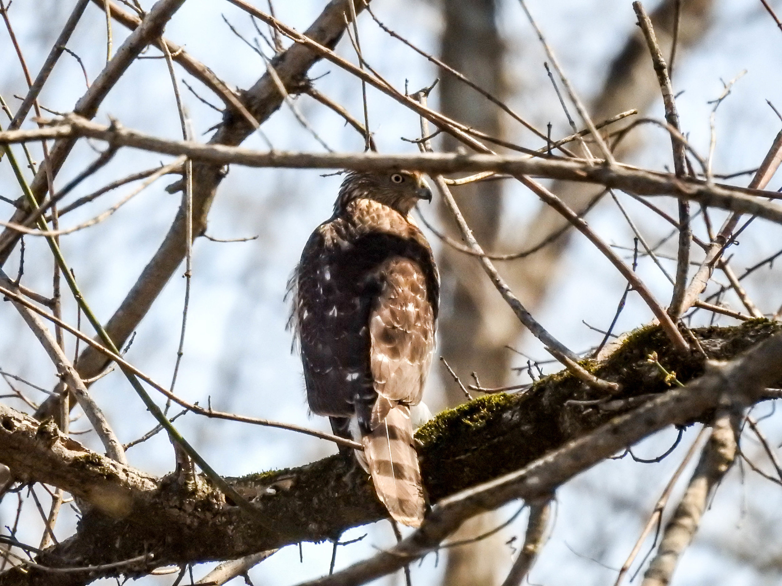 Cooper's Hawk, March 4, 2017