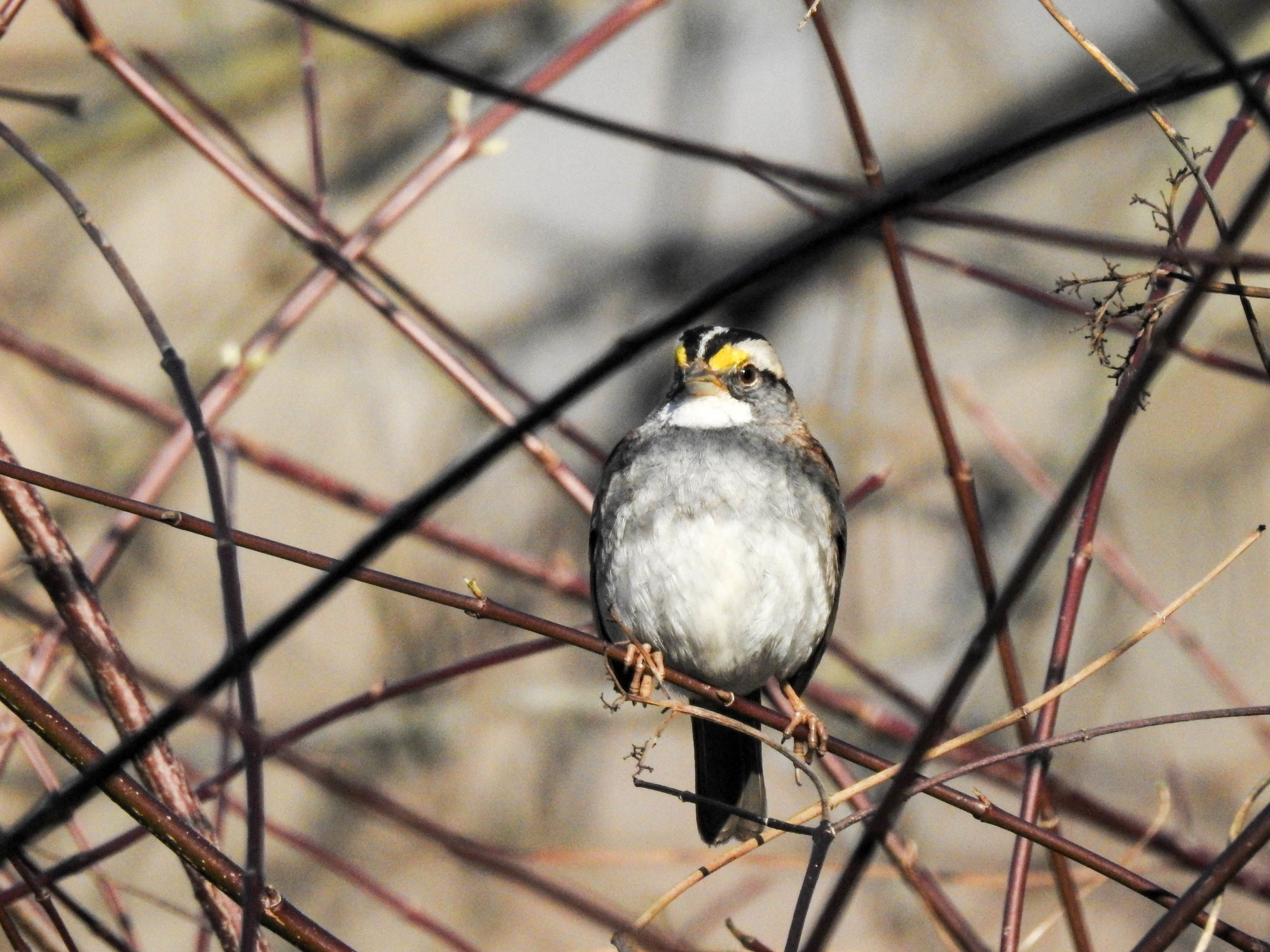 White-throated Sparrow, February 26, 2017