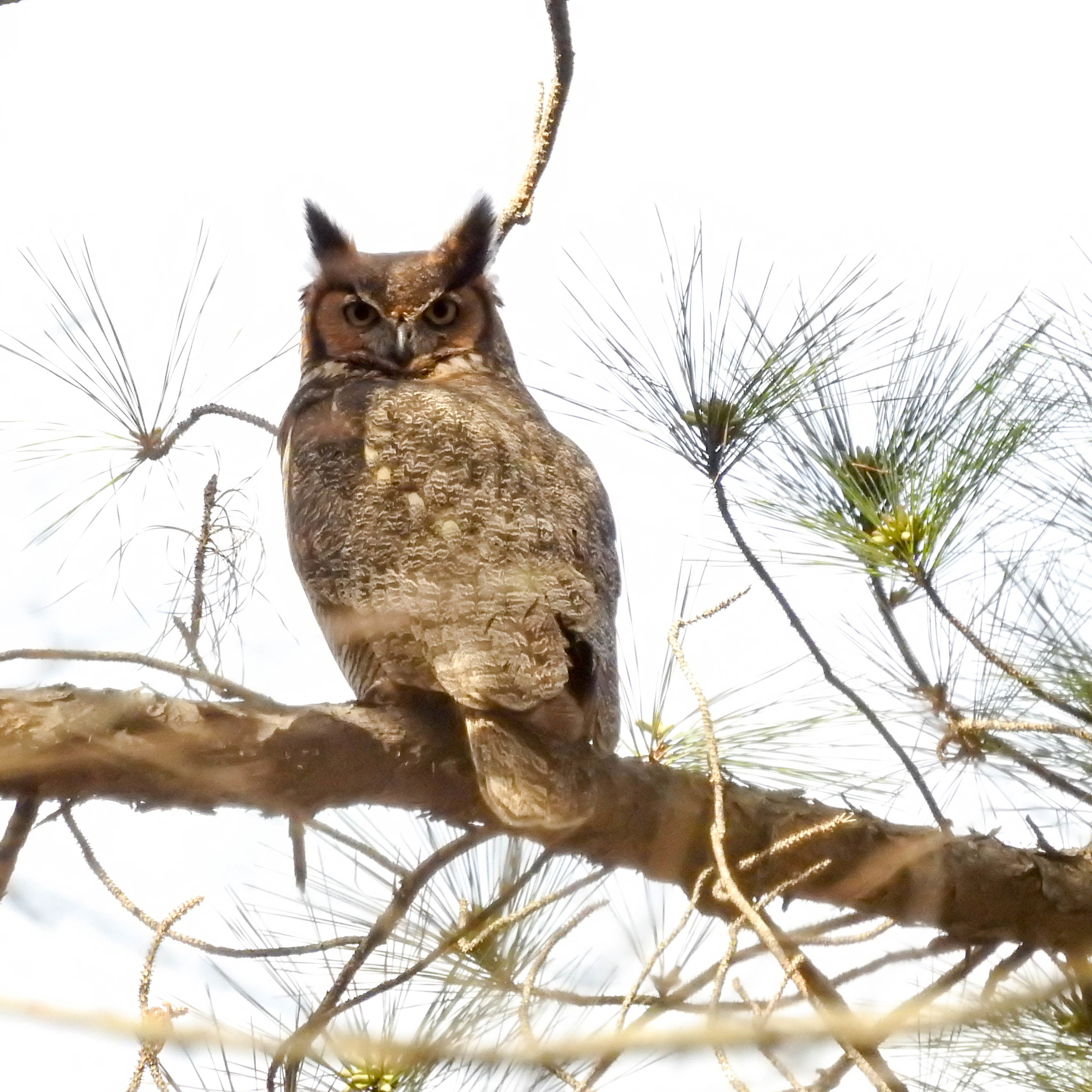 Great Horned Owl, March 11, 2017