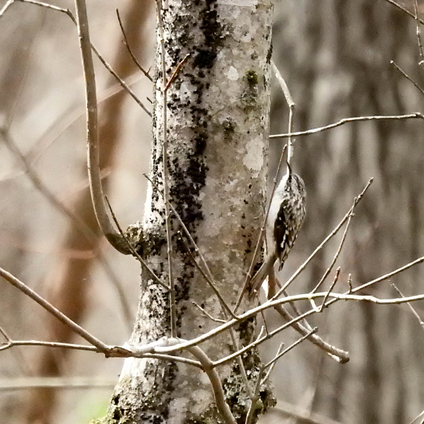 Brown Creeper, March 11, 2017
