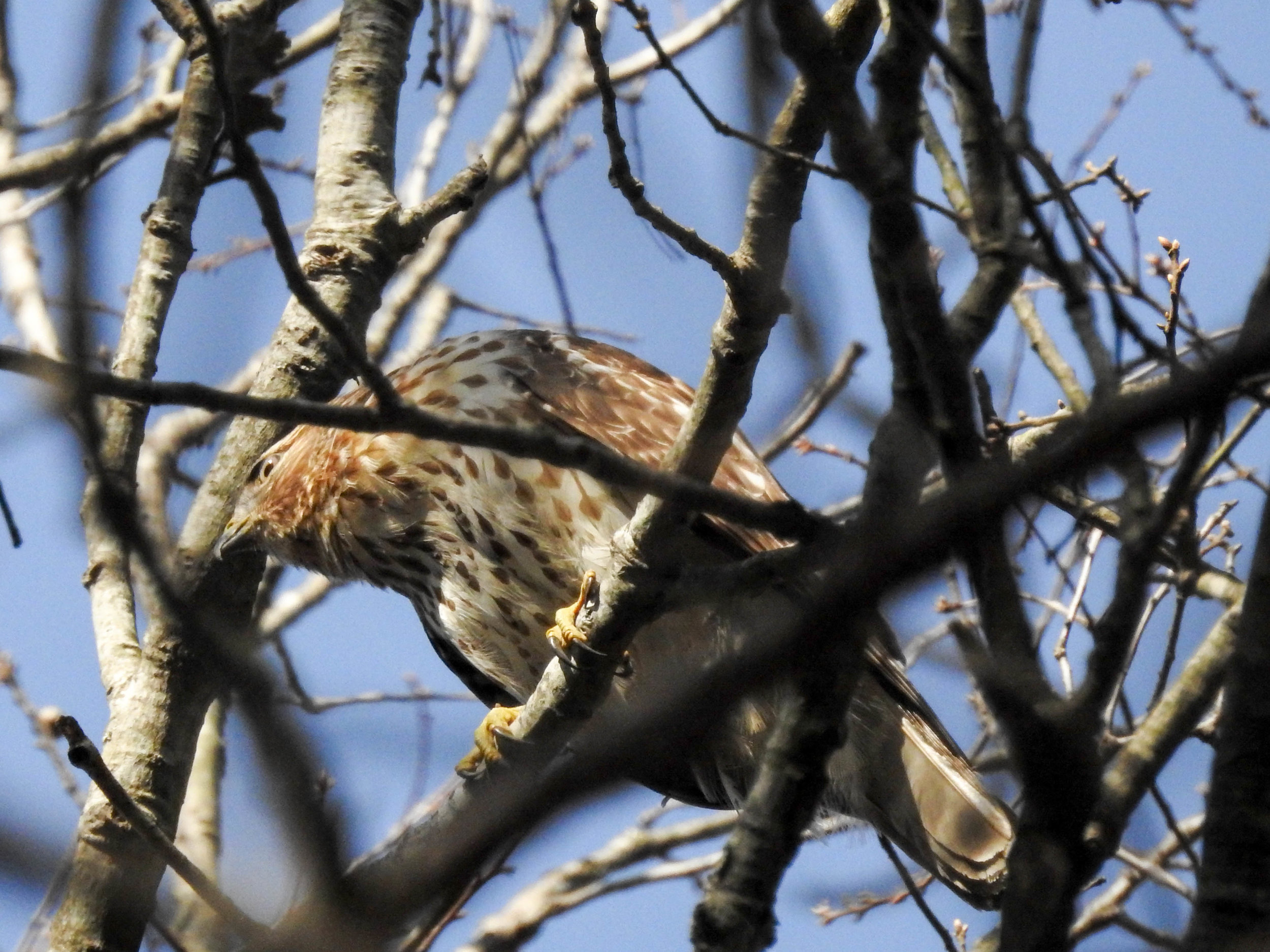 Cooper's Hawk, March 11, 2017