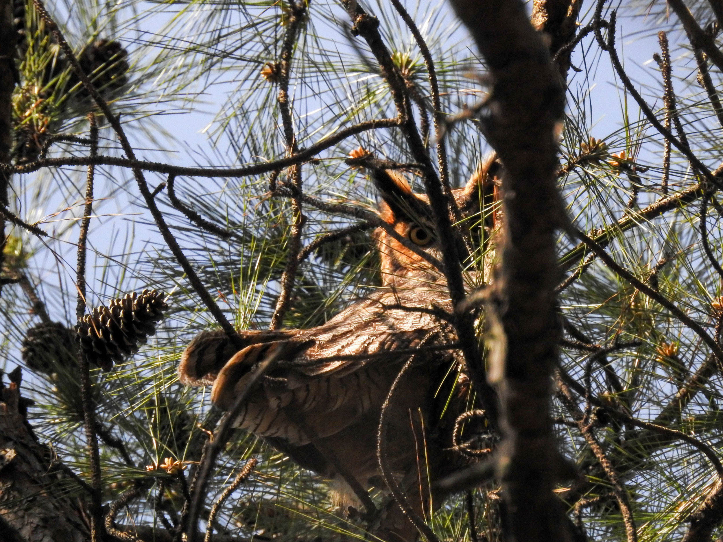 Great Horned Owl, March 11, 2017