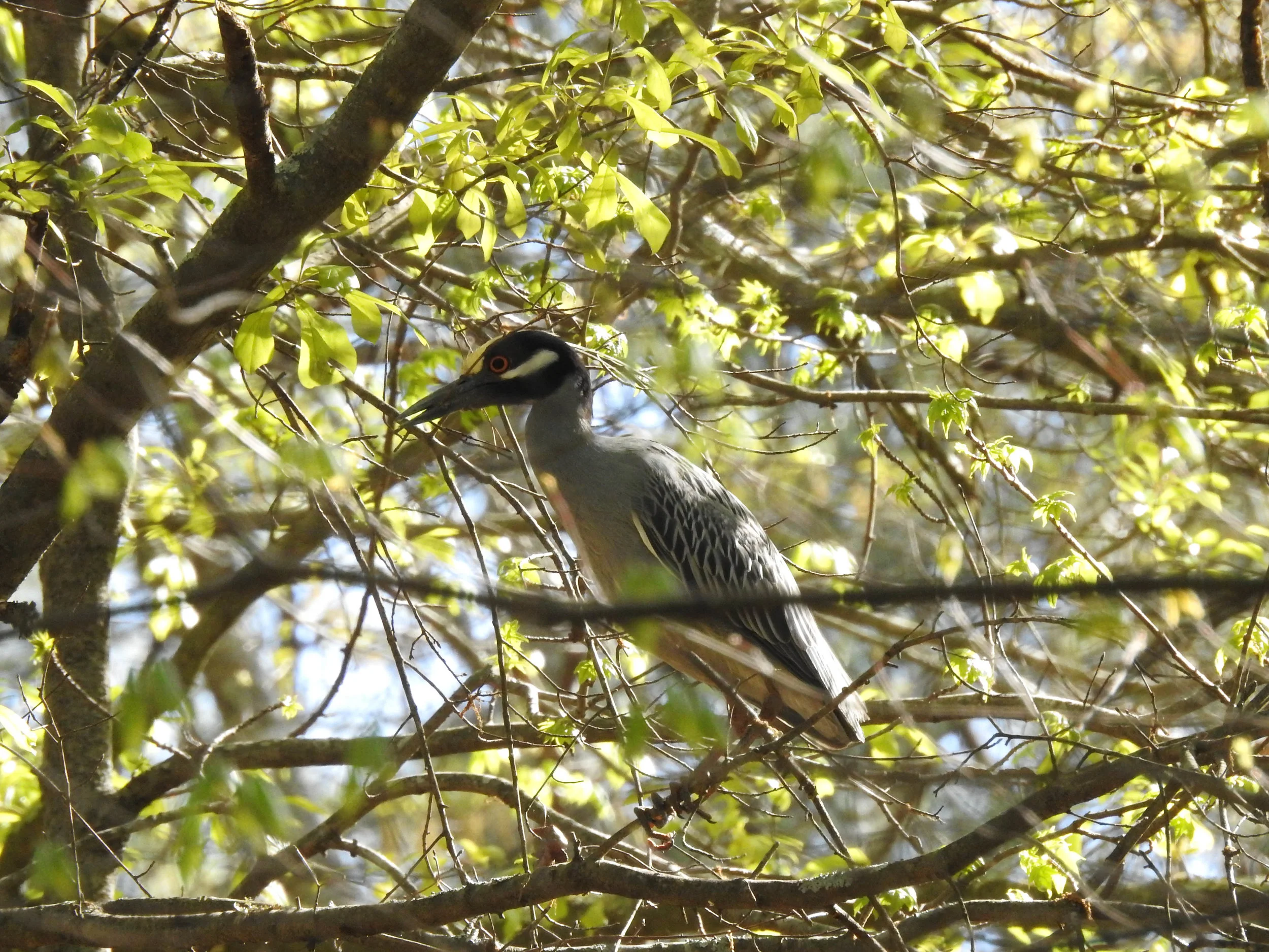 Yellow-crowned Night-Herons, April 8, 2017