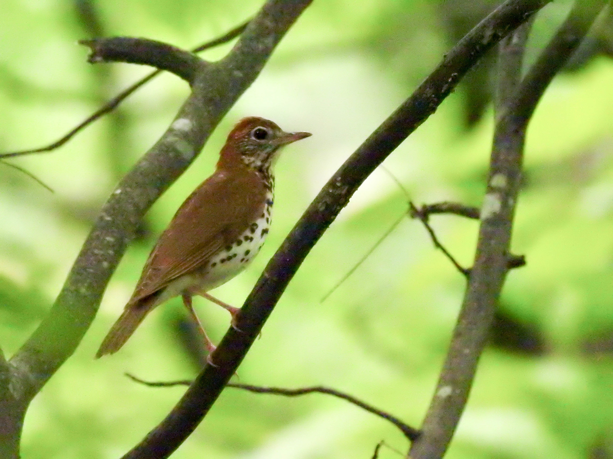 Wood Thrush, April 29, 2017