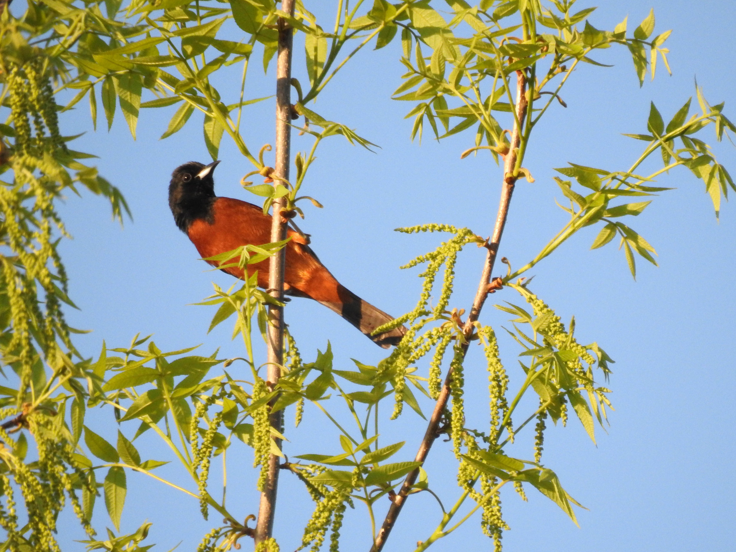 Orchard Oriole, April 22, 2017