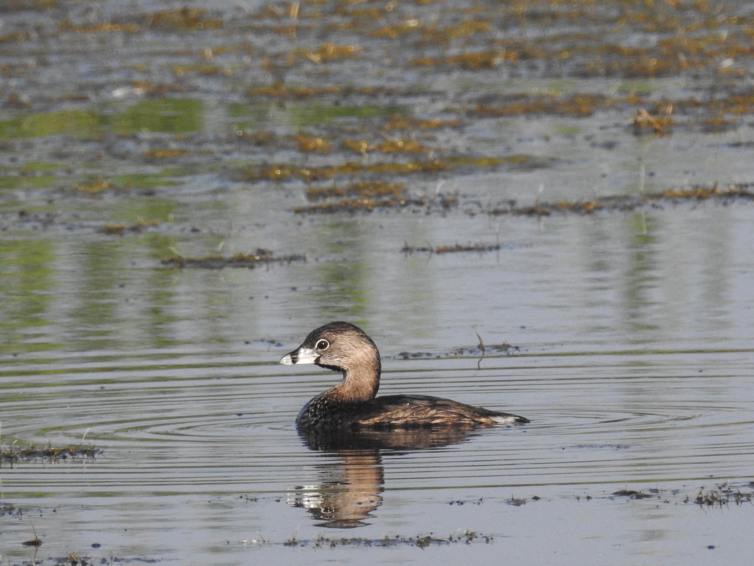 Pied-billed Grebe