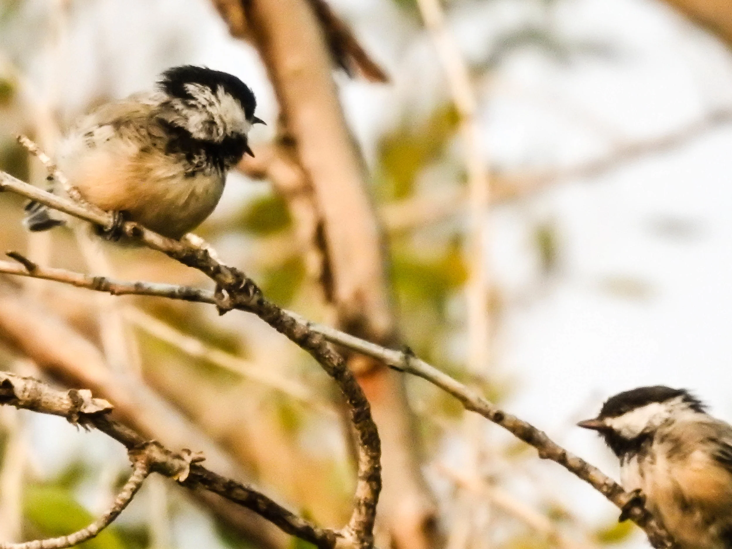 Black-capped Chickadees