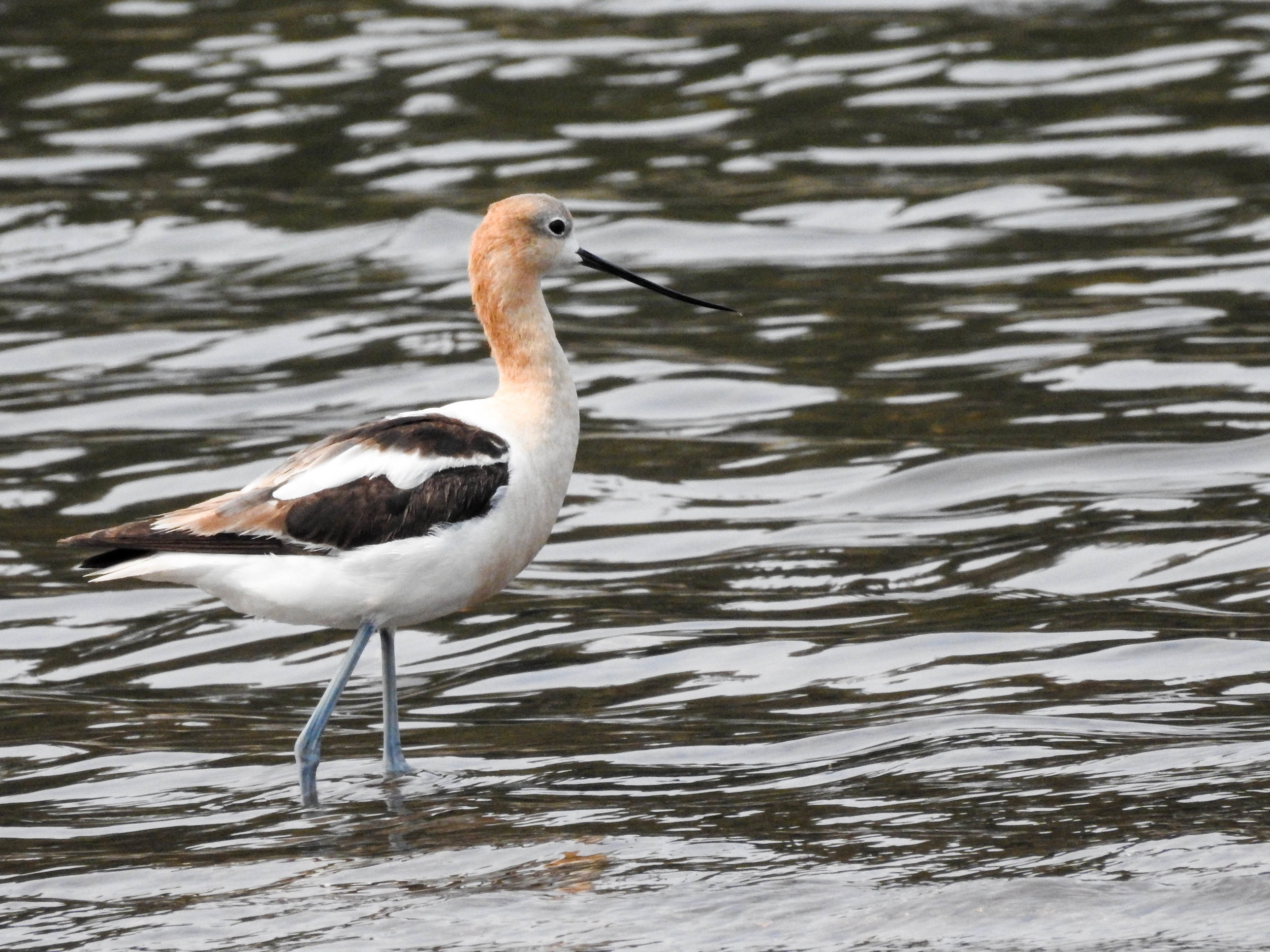 American Avocet