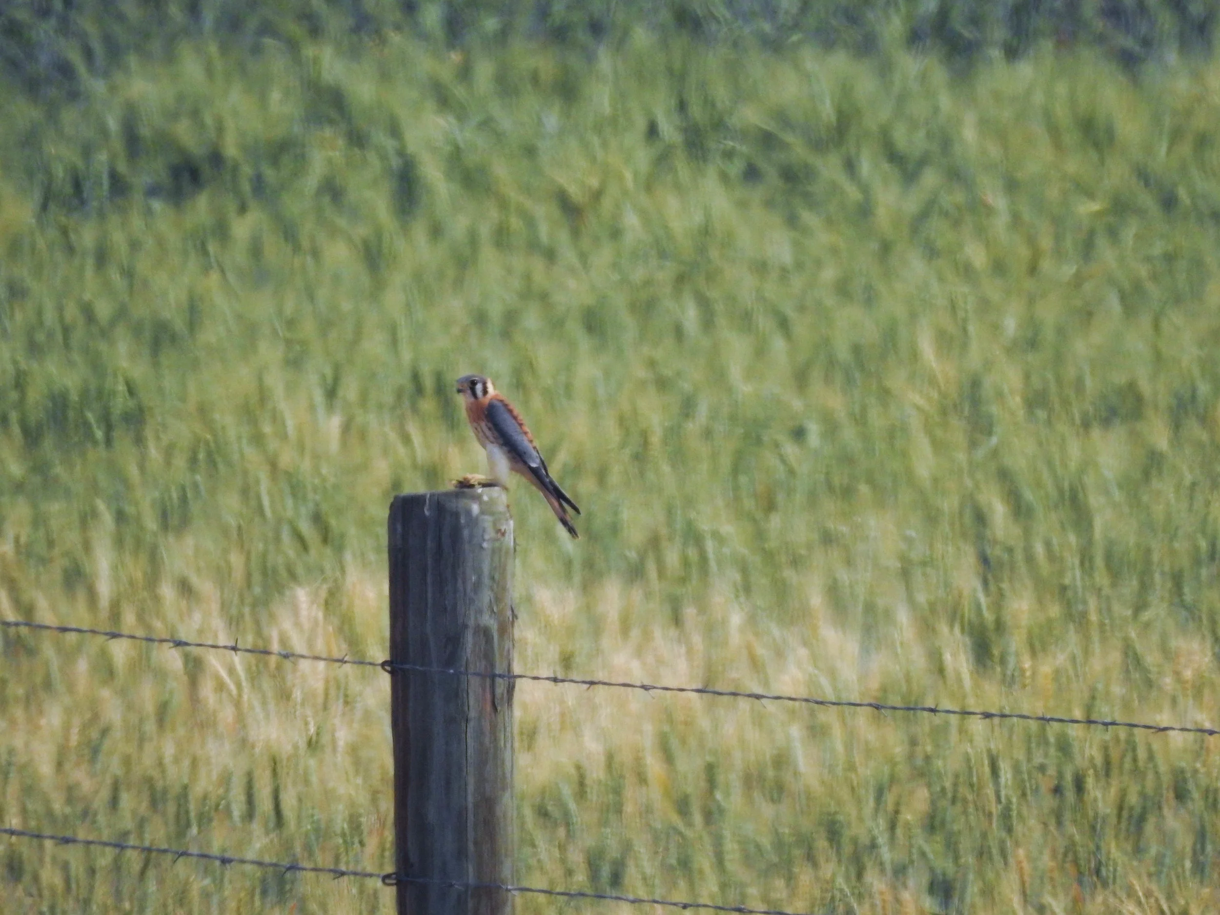 American Kestrel