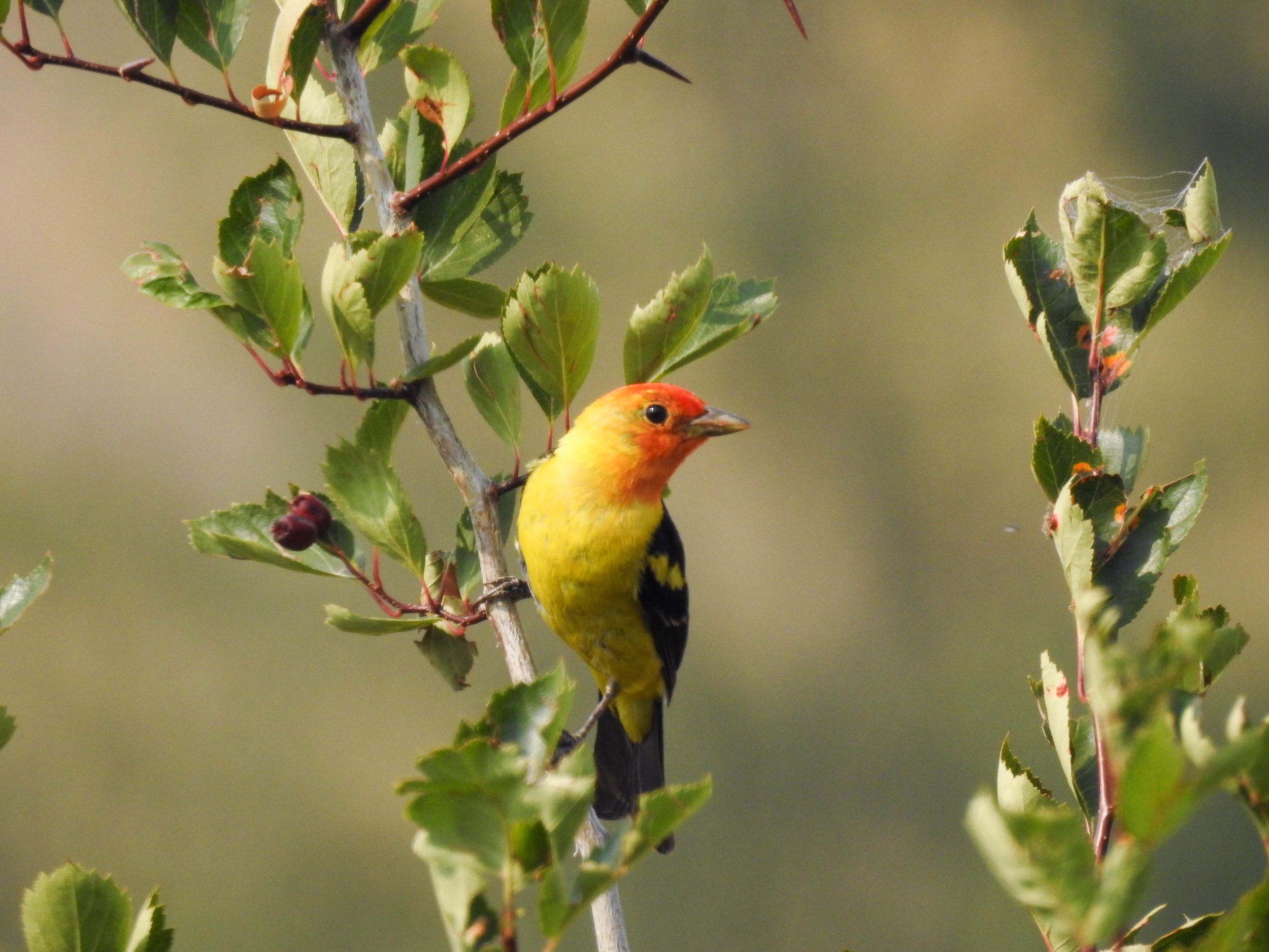 Western Tanager