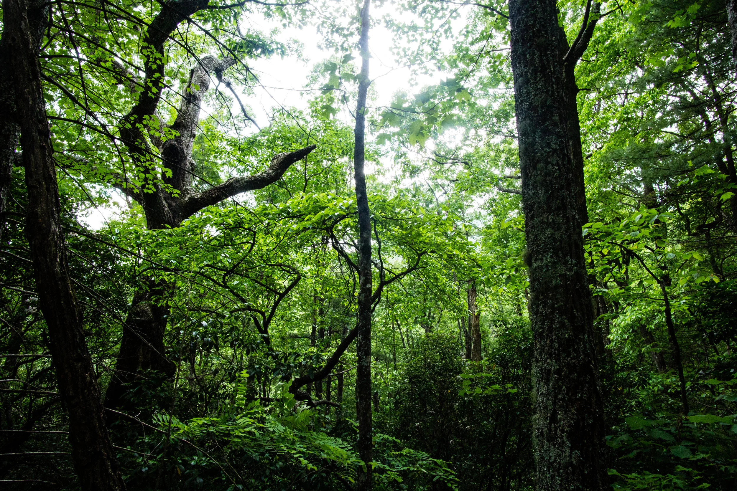 Bear Hair Gap Trail