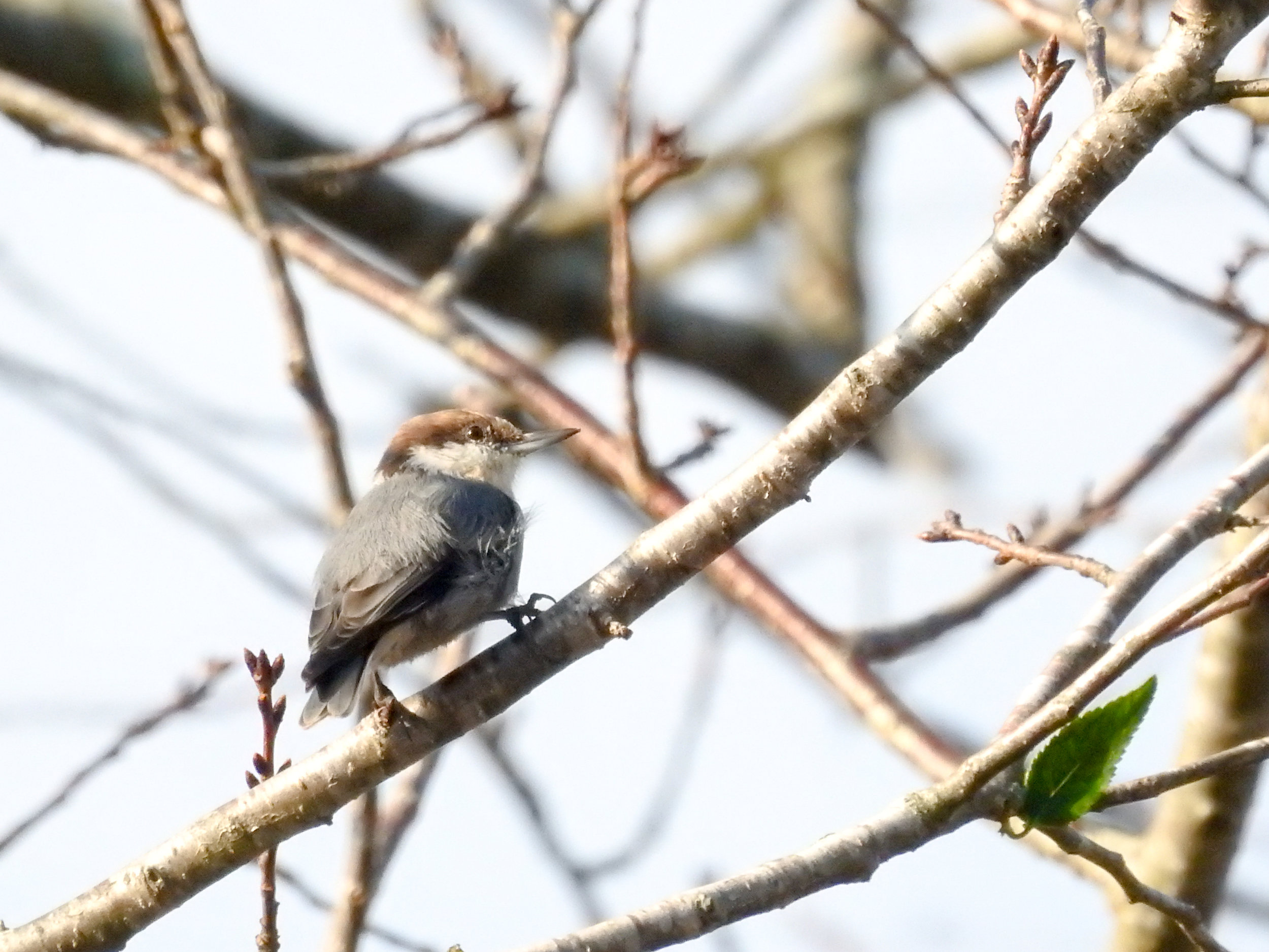 Brown-headed Nuthatch, September 23, 2017