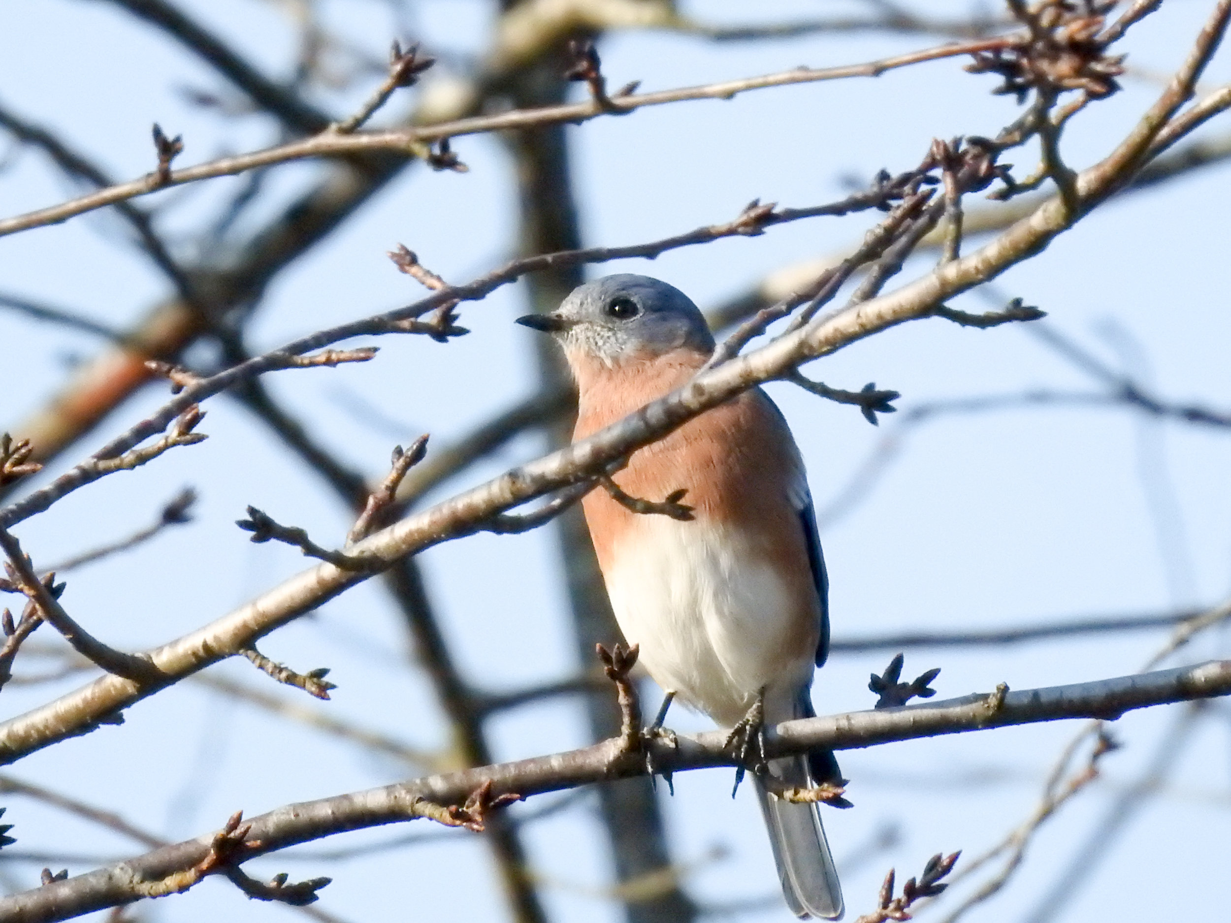 Eastern Bluebird, September 23, 2017