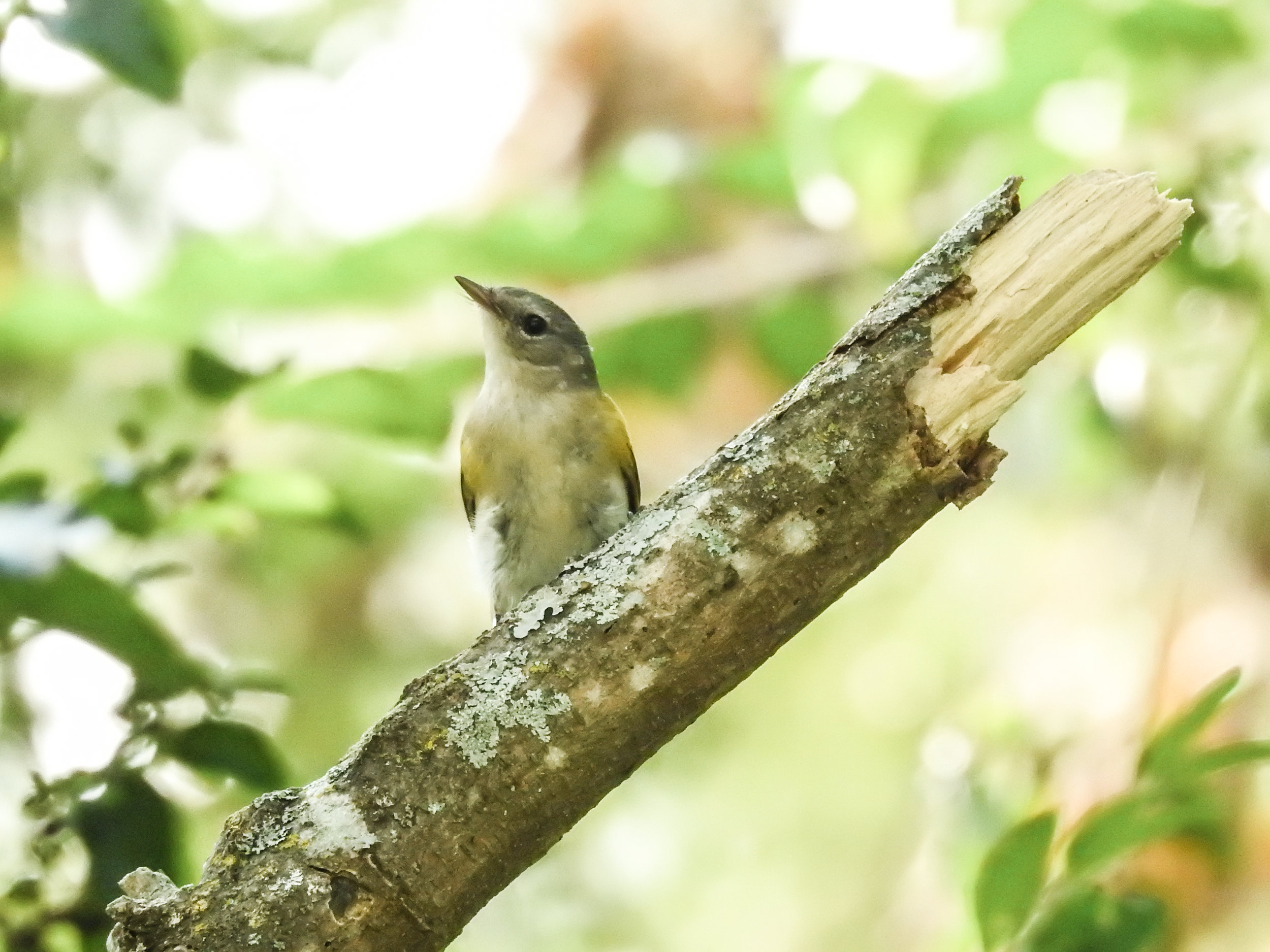 American Redstart, September 23, 2017