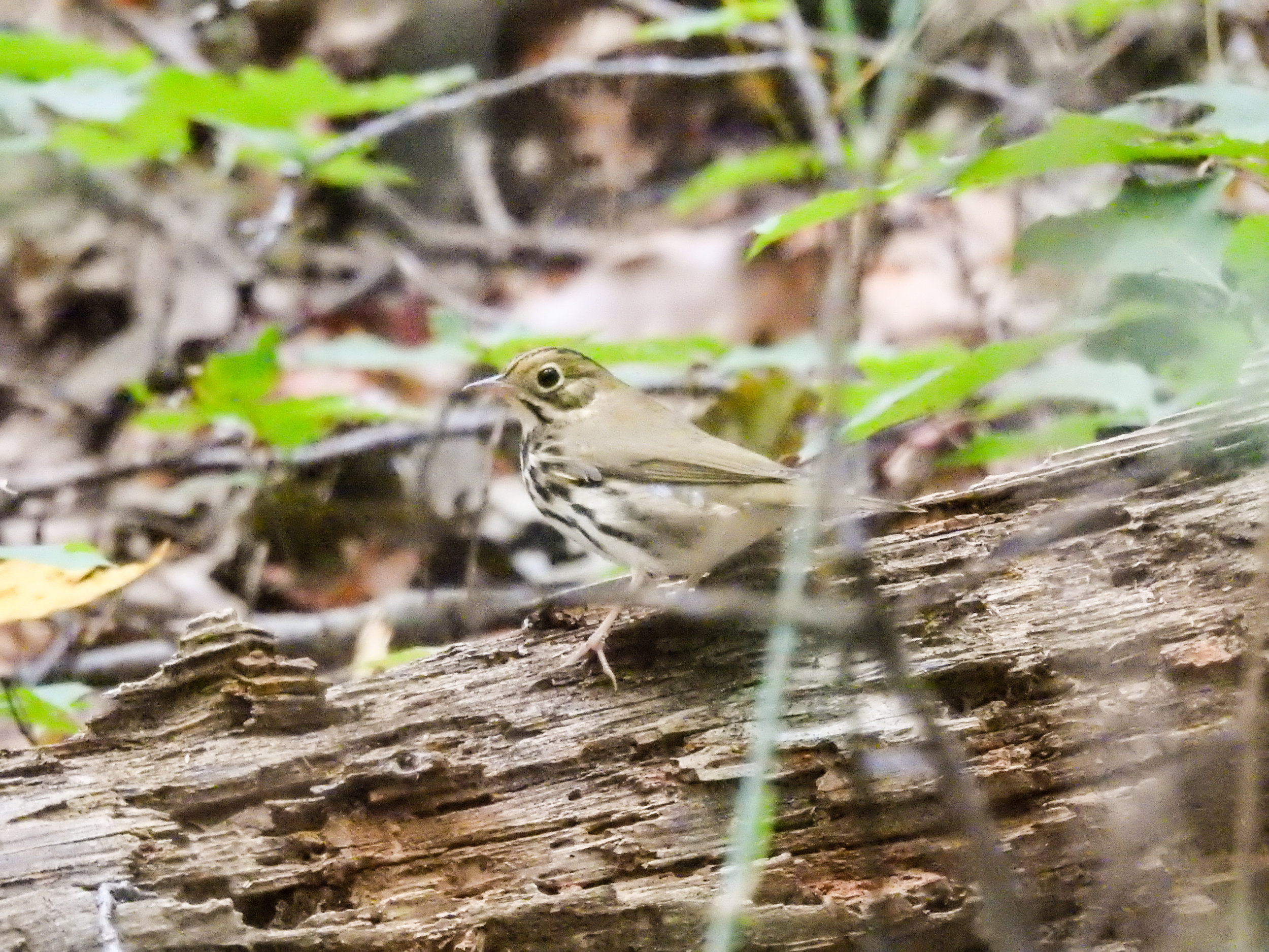 Ovenbird, September 23, 2017