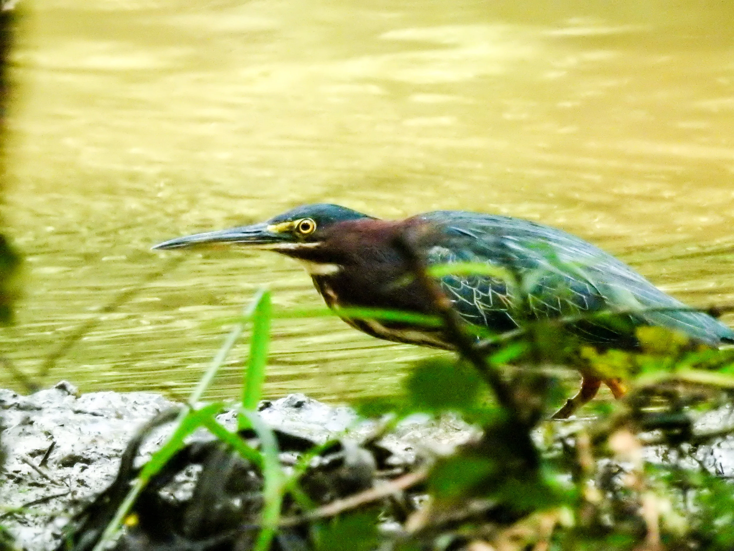 Green Heron, September 23, 2017