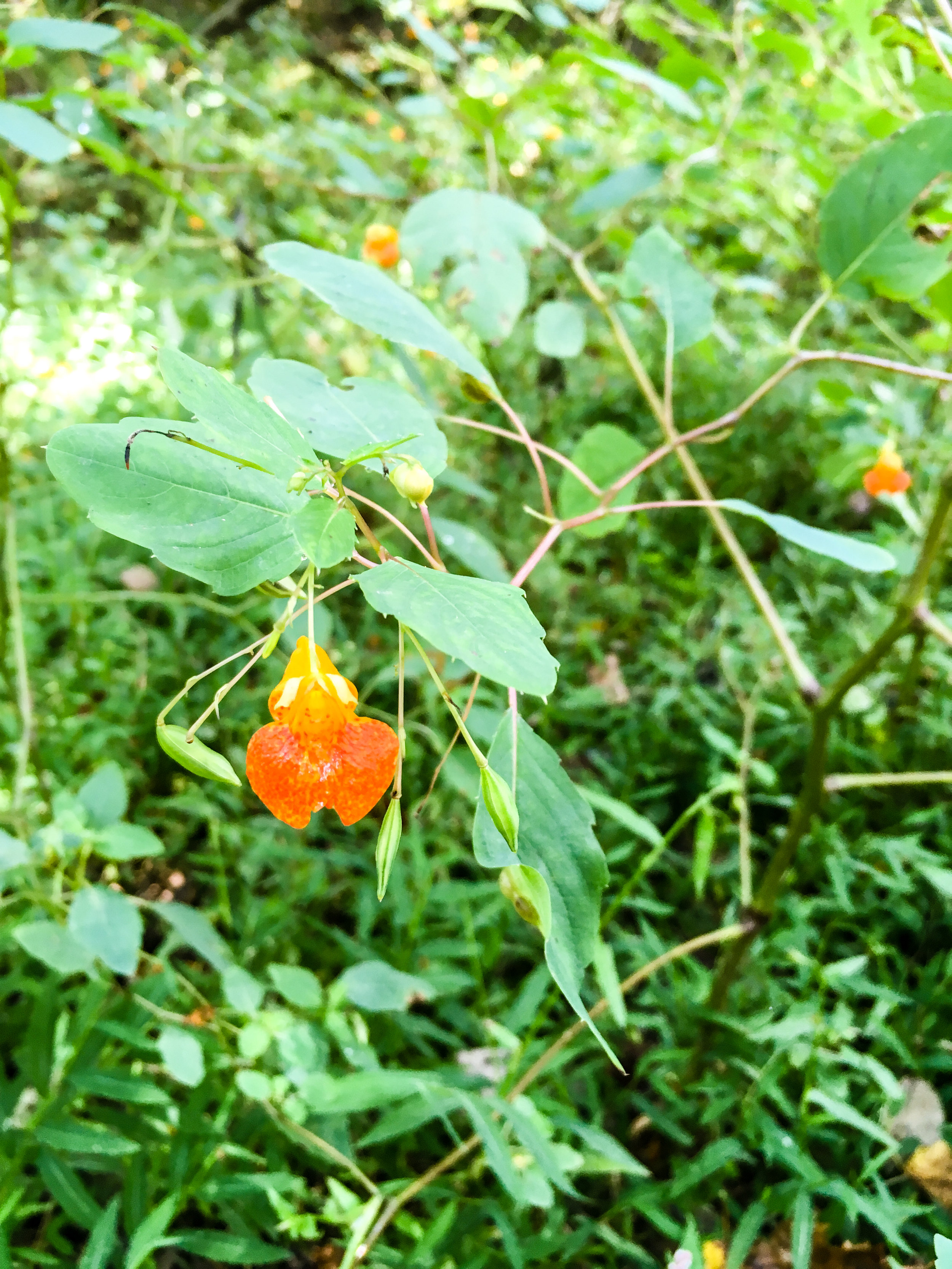 Jewelweed, September 23, 2017