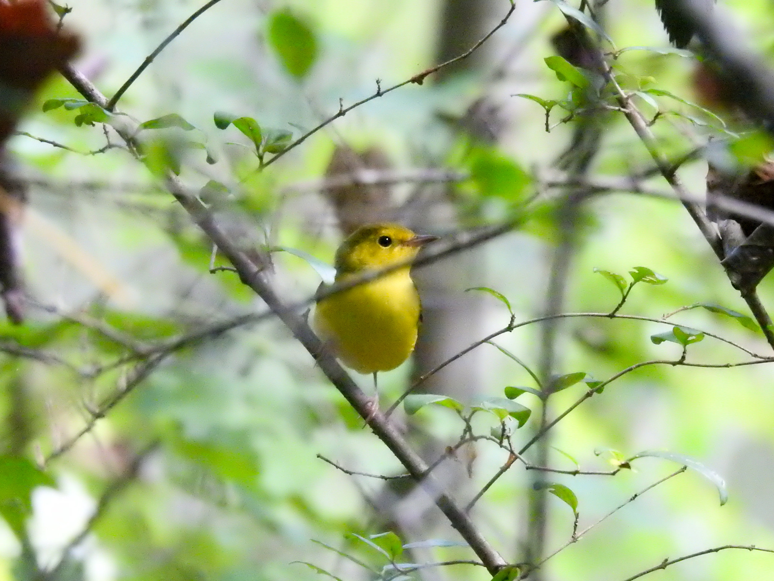 Hooded Warbler, September 23, 2017