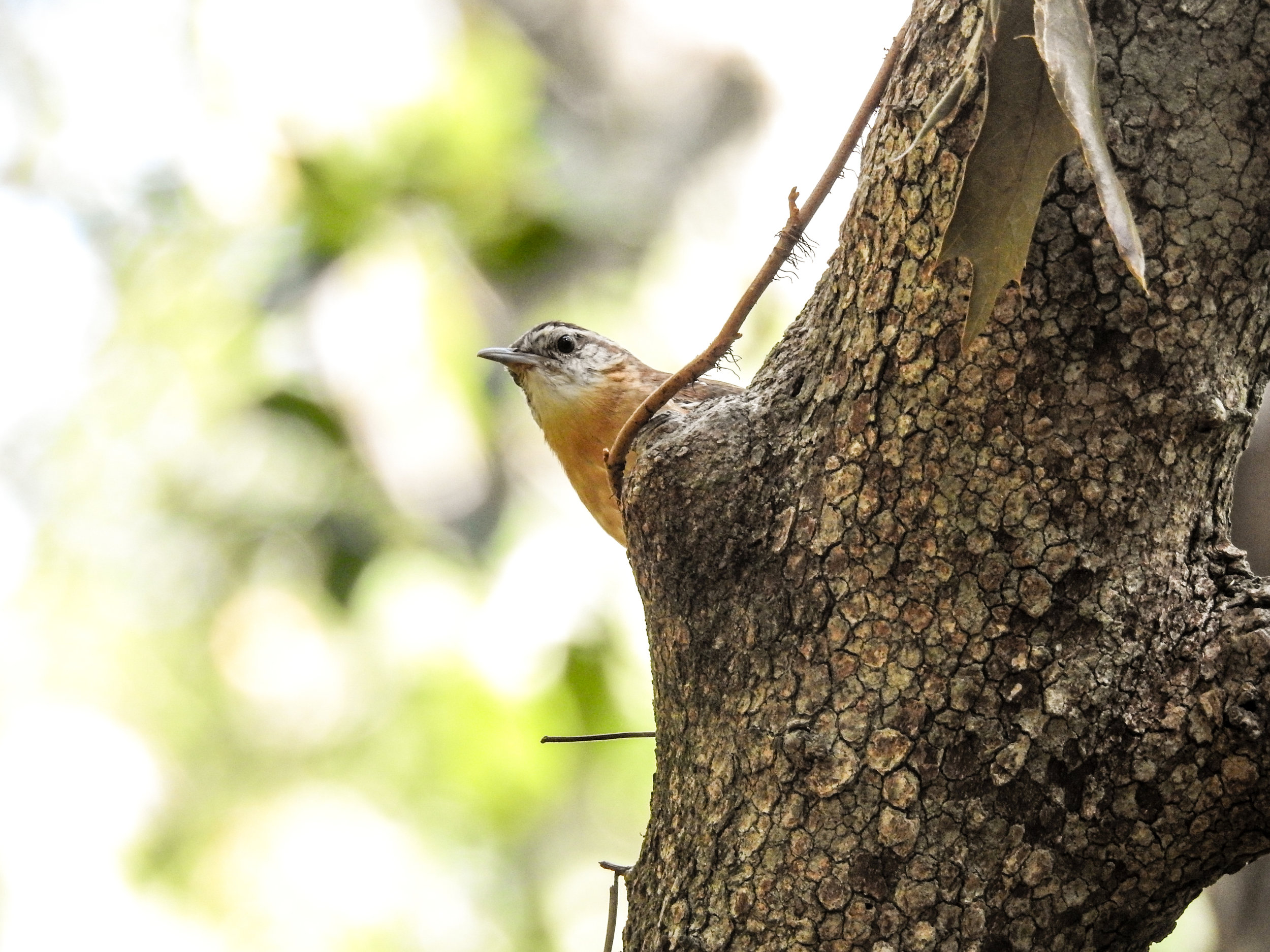 Carolina Wren, September 23, 2017