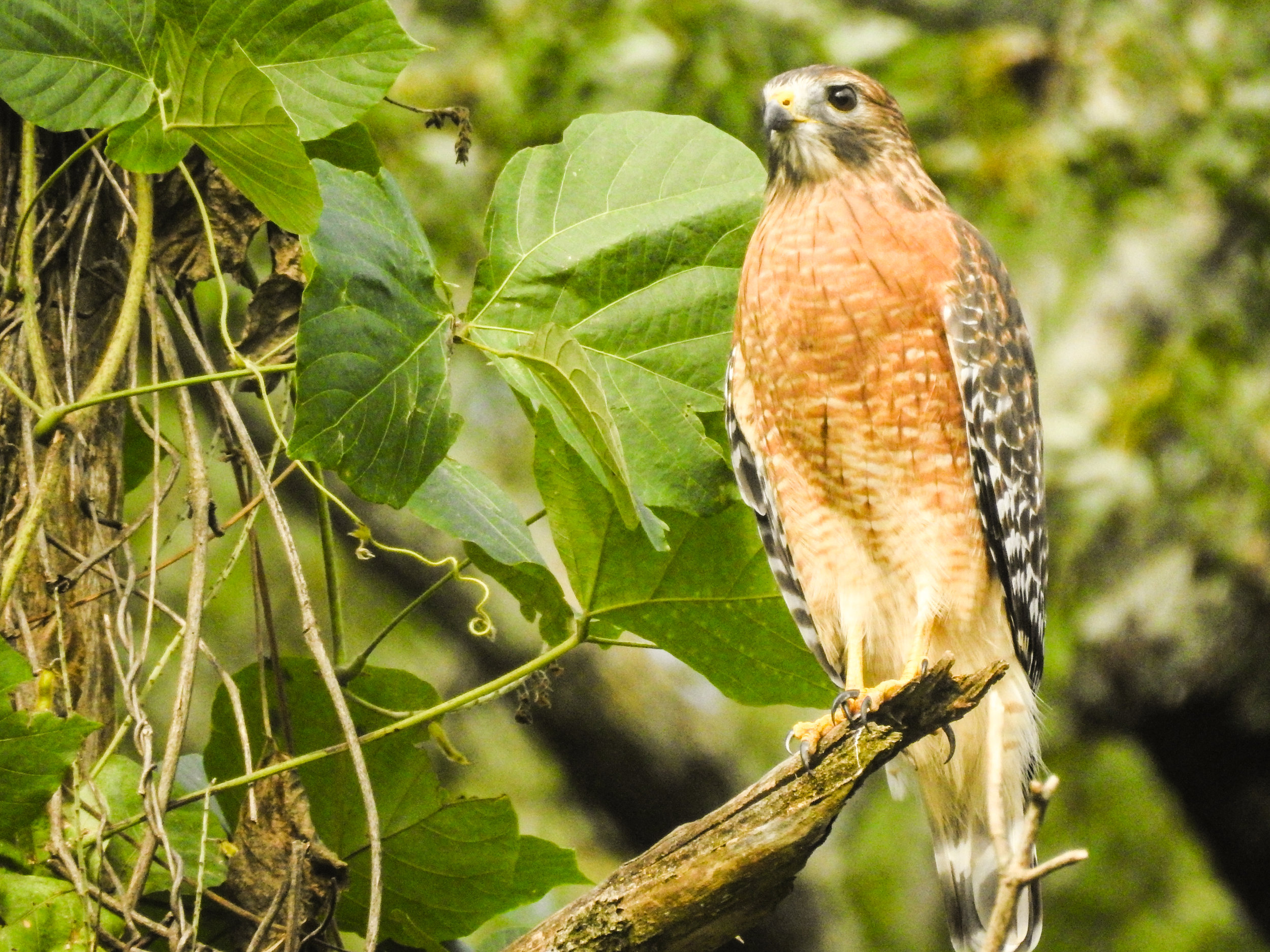 Red-shouldered Hawk, September 24, 2017